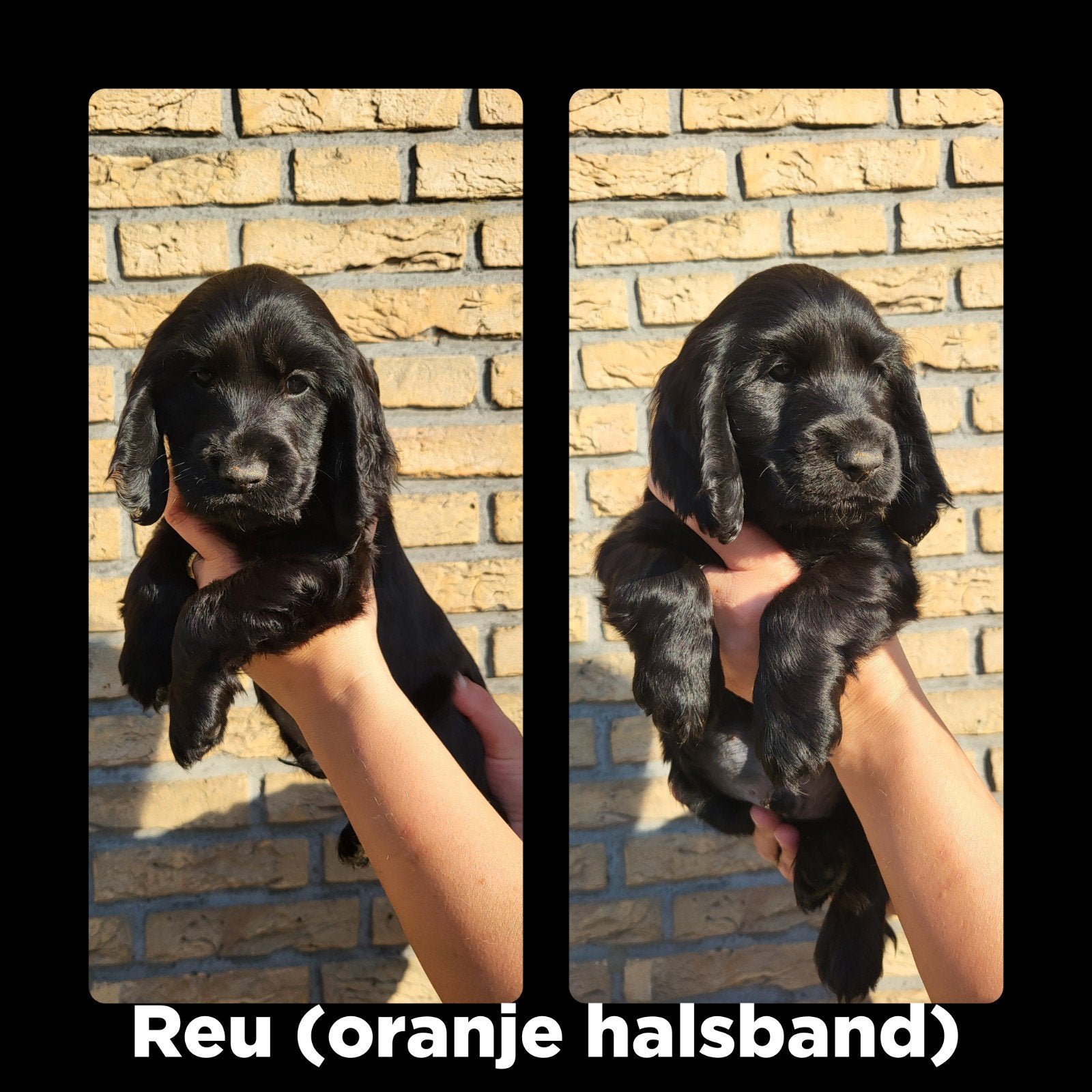 nog 1 mooie engelse cocker spaniel pup reu, Dieren en Toebehoren, Honden | Retrievers, Spaniëls en Waterhonden, 8 tot 15 weken