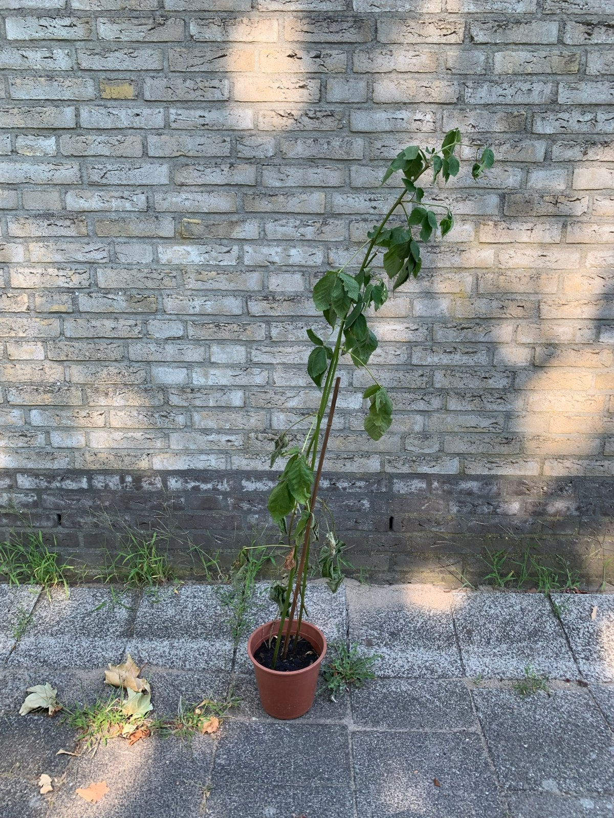 Doornloze braamplant - Rubus fruticosus 'Thornless', Tuin en Terras, Planten | Tuinplanten, Ophalen, Volle zon, Vaste plant, Zomer