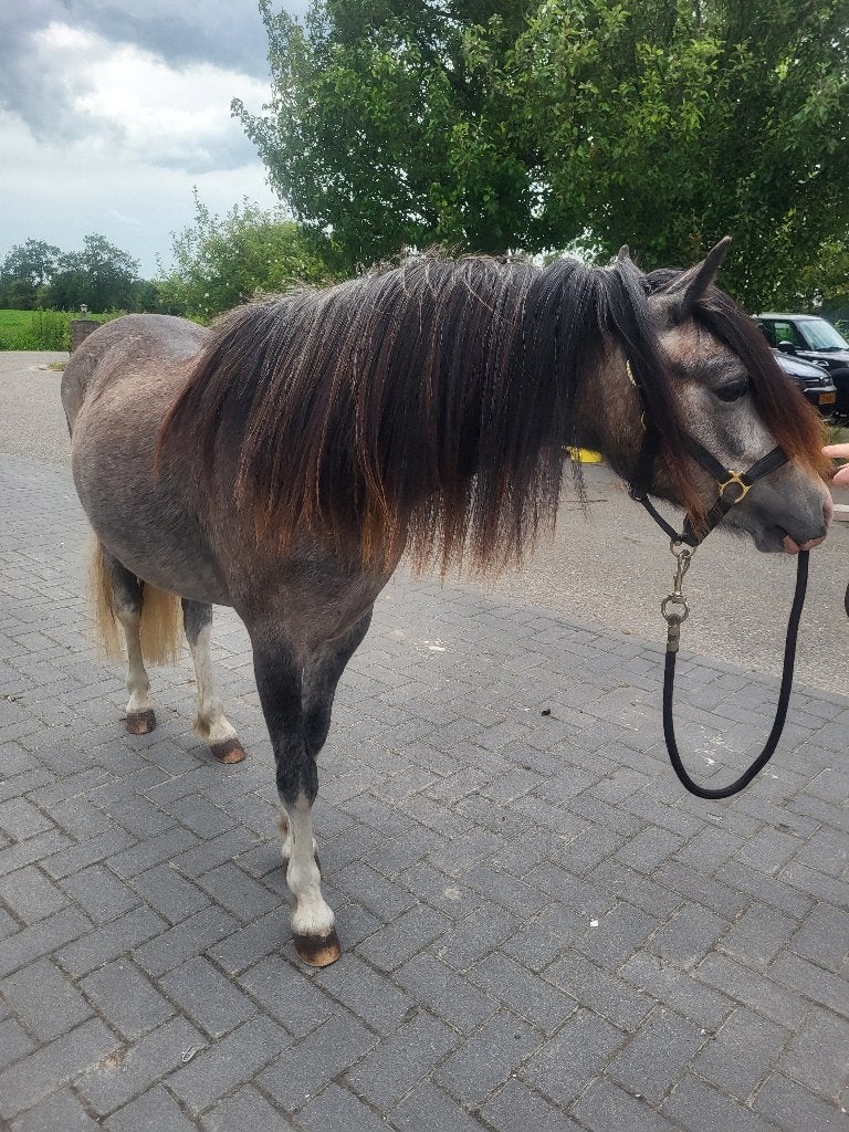 Meerdere fantastische welsh A pony's te koop, Met stamboom, Niet van toepassing, 0 tot 2 jaar, A pony (tot 1.17m)