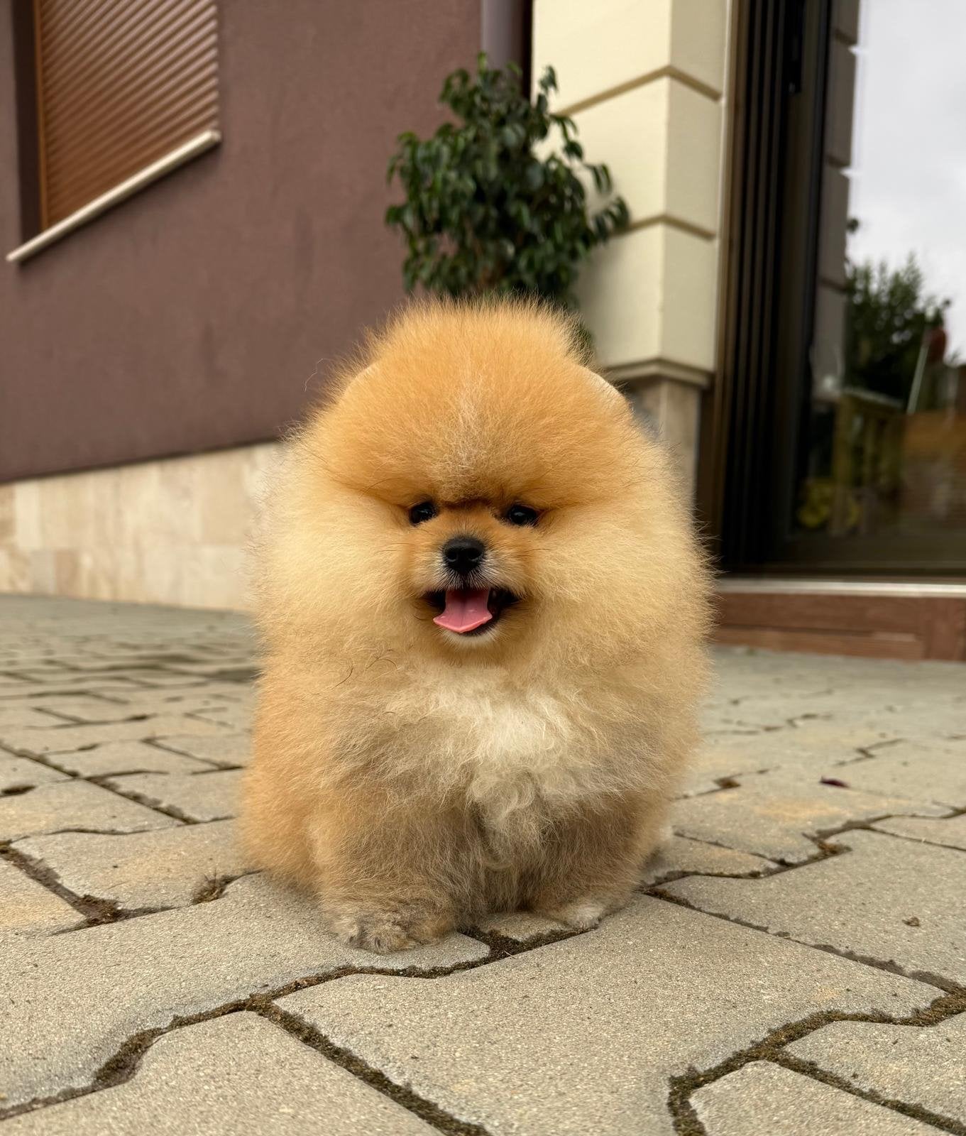 Pomeriaan pup, Reu, 8 tot 15 weken, Buitenland, Parvo