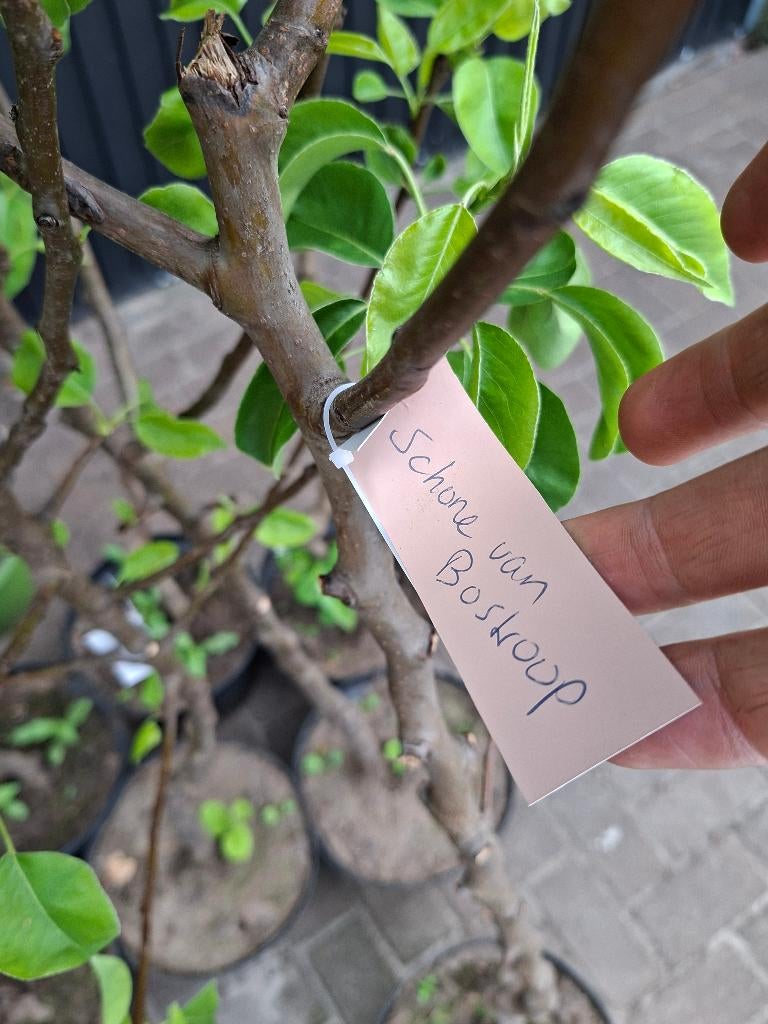Fruitbomen op = op (appel, peer, pruim, kers), Ophalen, Lente, In pot, Appelboom