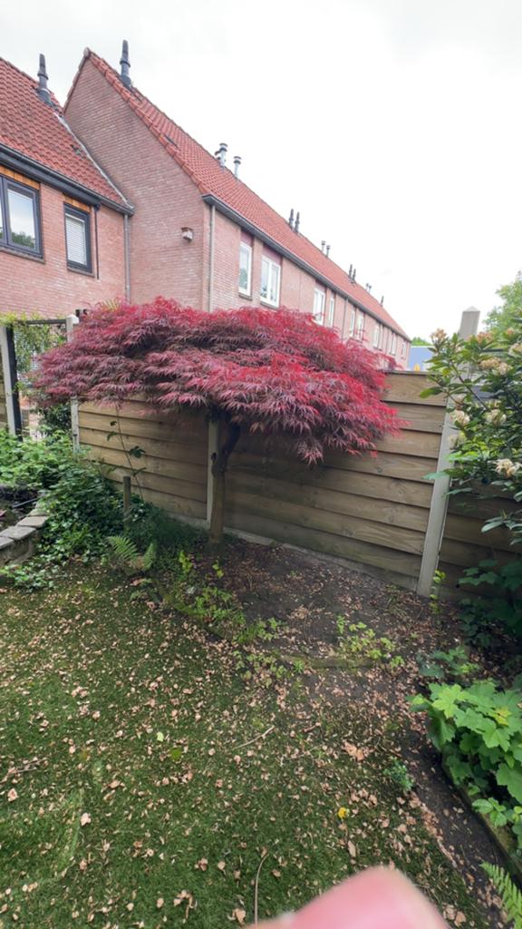 Prachtige Japanse Esdoorn (Acer Palmatum Dissectum), Tuin en Terras, Planten | Bomen, Bloeit niet, Halfschaduw, 250 tot 400 cm