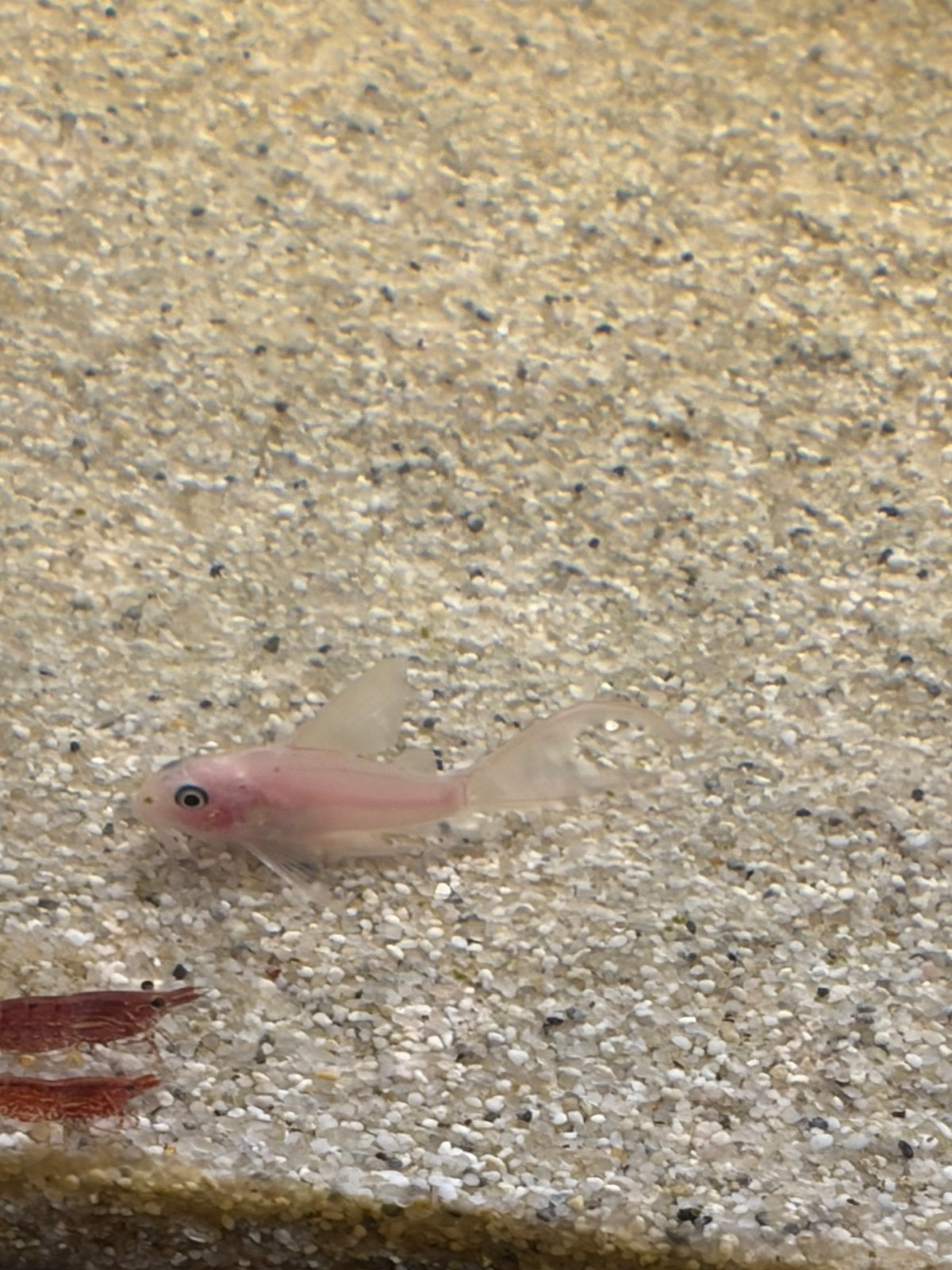 Corydoras Snow white Panda LF + SF ACTIE, Dieren en Toebehoren, Vis