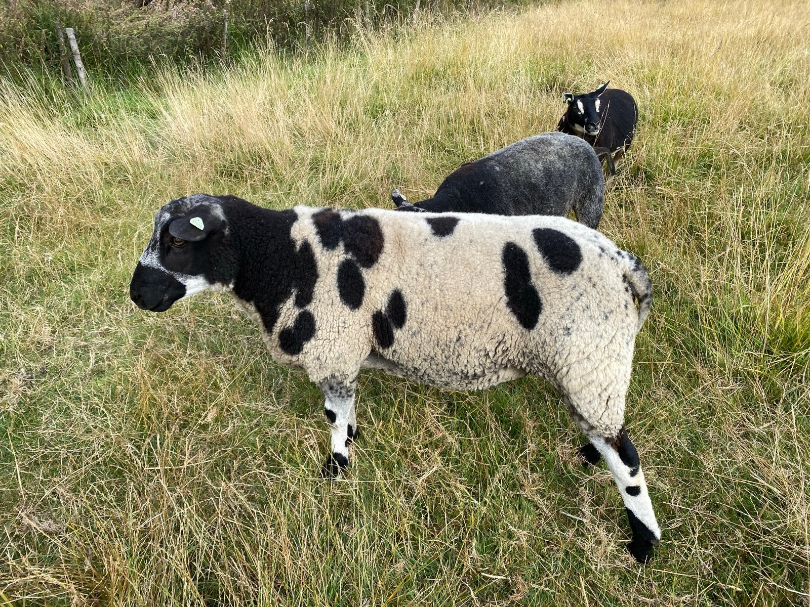 2 luxe bonte jonge rammen en een overjarige, Dieren en Toebehoren, Mannelijk, Schaap, 0 tot 2 jaar