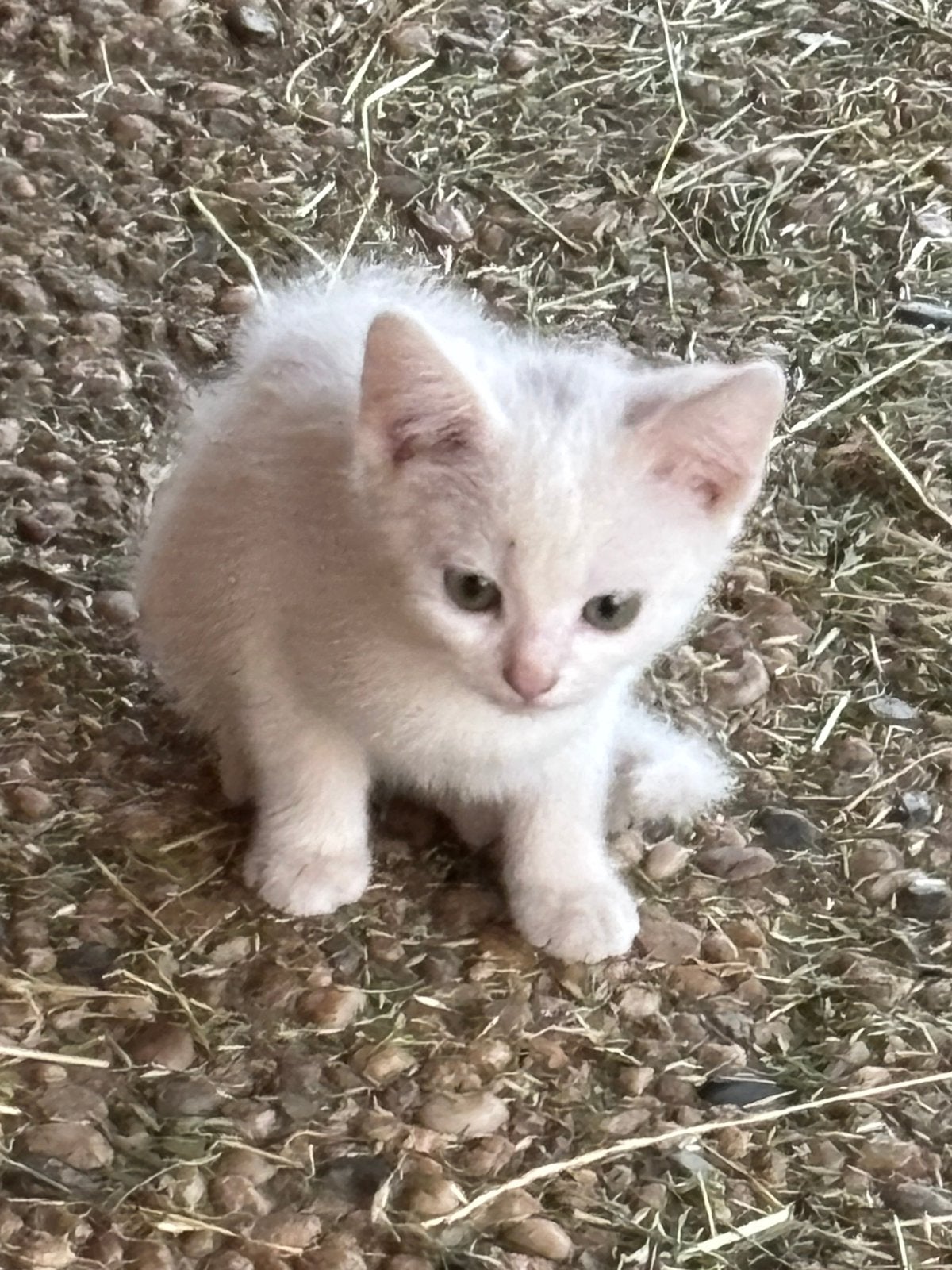 Kruising Turkse Angora kittens, Dieren en Toebehoren, Meerdere dieren