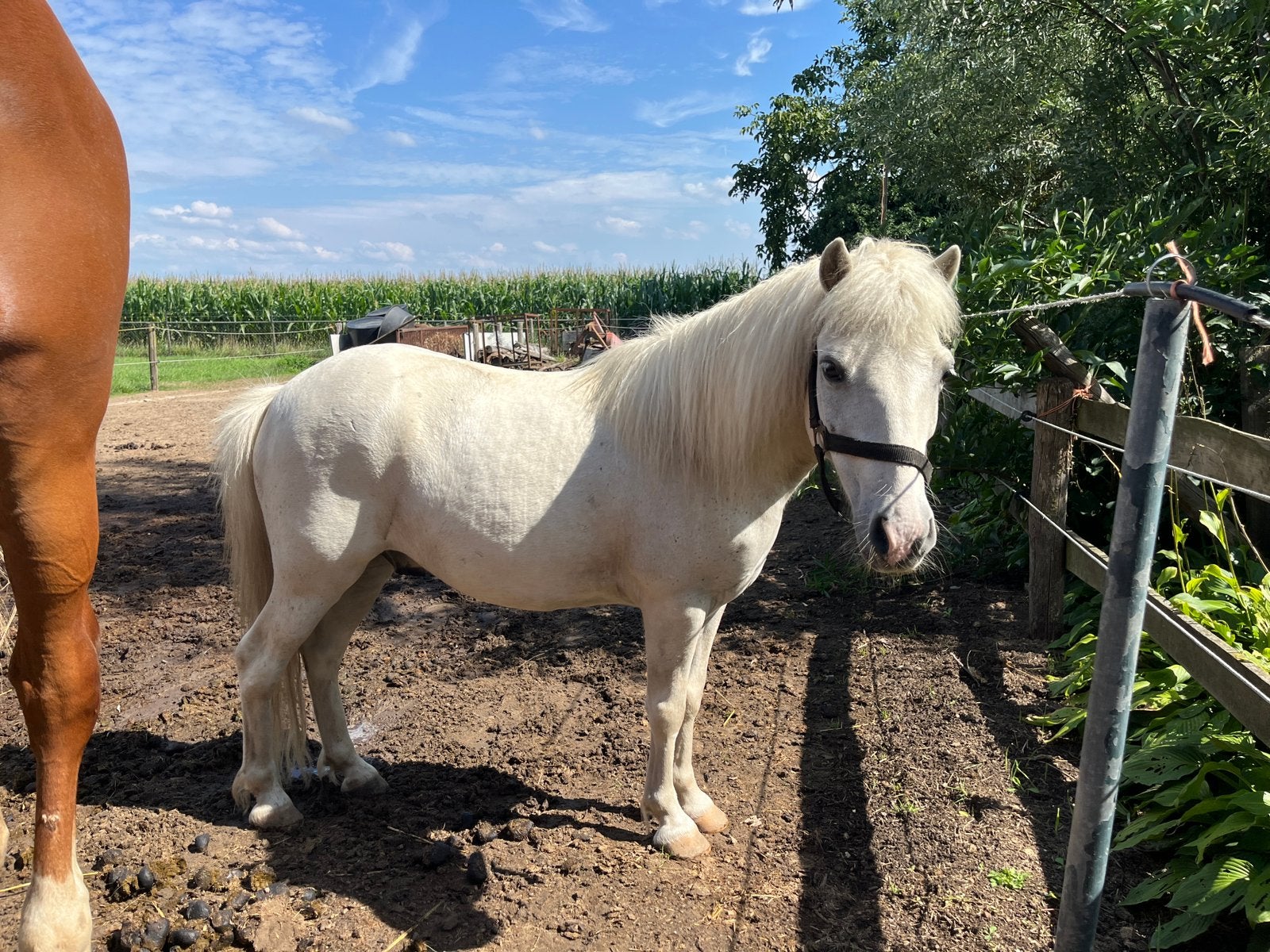 Lieve A pony 10 jarige kinderpony, Dieren en Toebehoren, Pony's, Ruin, A pony (tot 1.17m), 7 tot 10 jaar