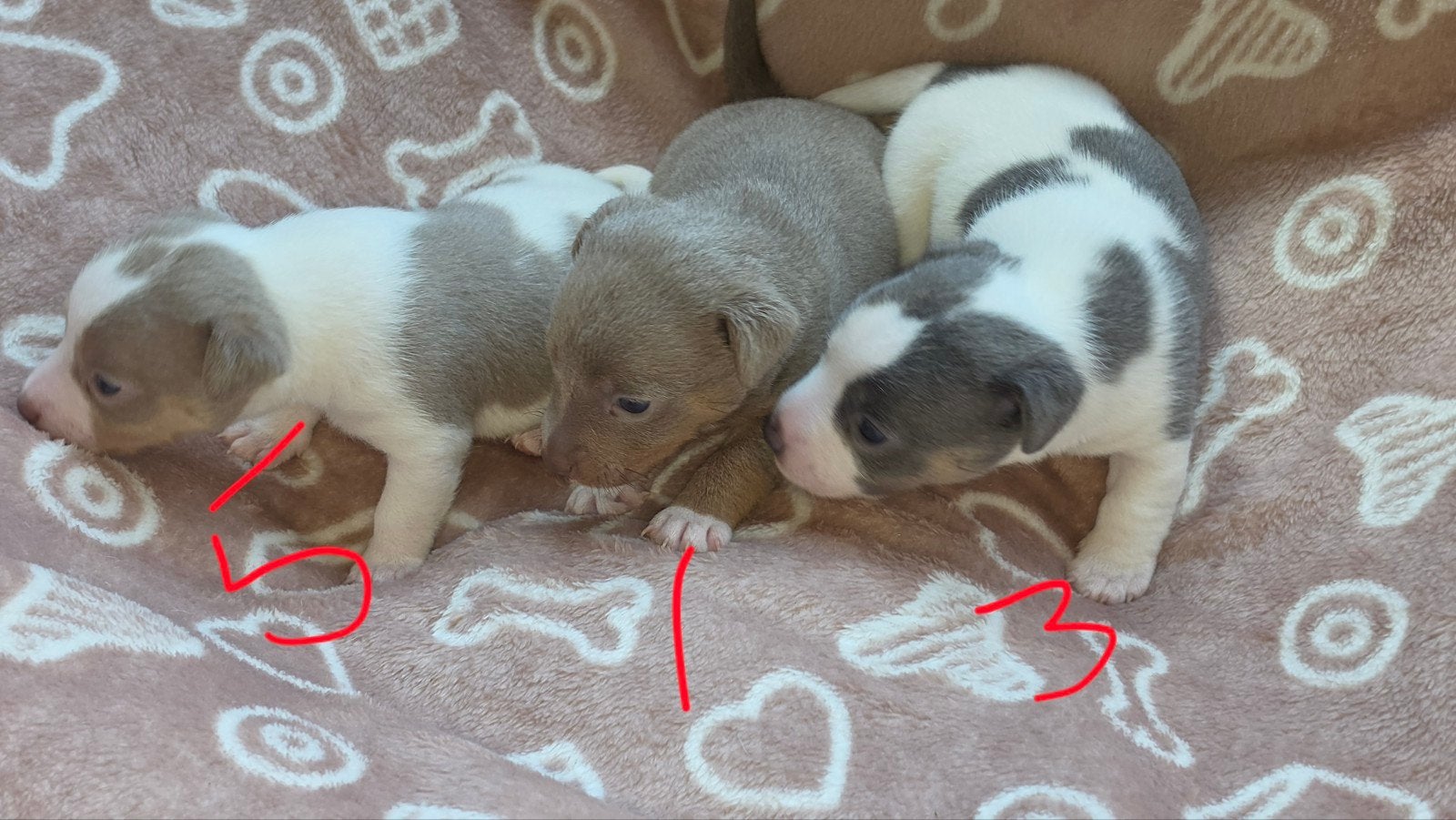Prachtige kleuren Jack russel pups !!, Jack Russell Terriër, 8 tot 15 weken, Parvo, Meerdere