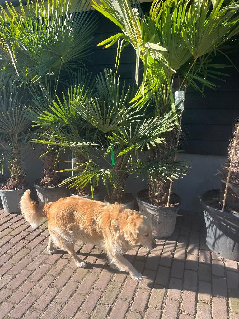 Palmbomen, Trachycarpus fortunei, Henneppalm, Overige soorten, Volle zon, Vaste plant, Ophalen of Verzenden