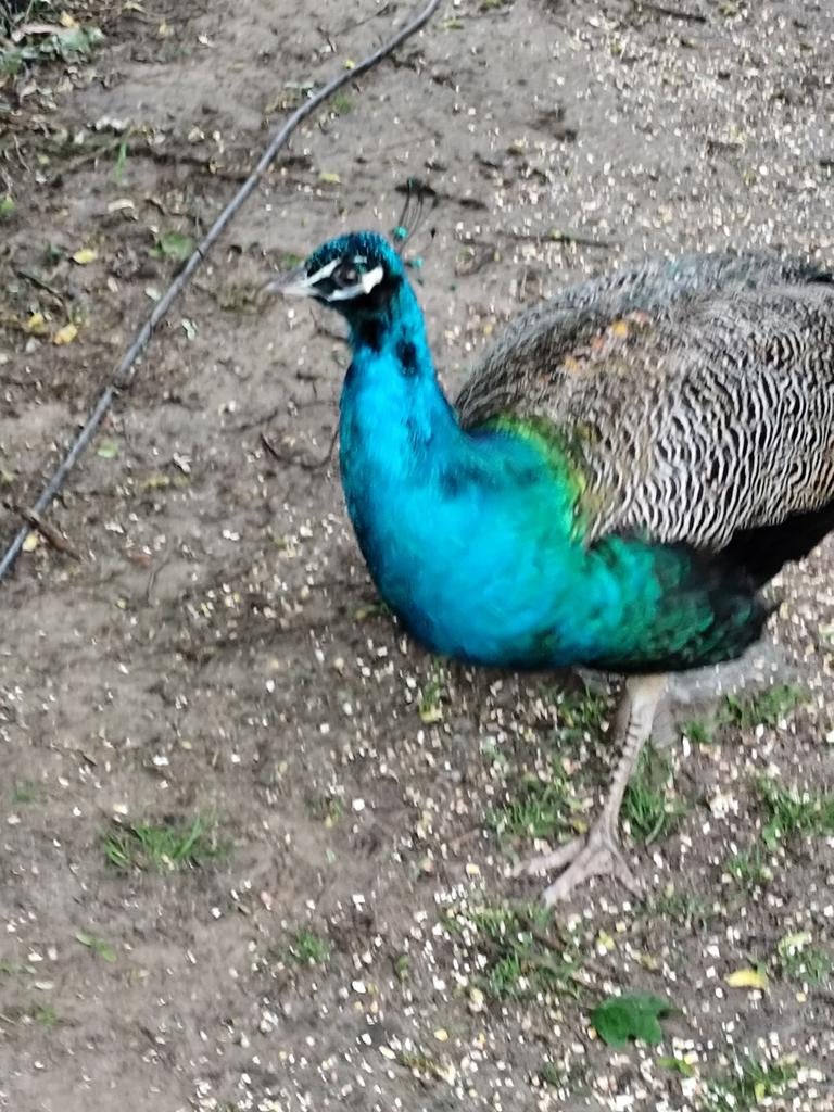 2 jarige pauwhaan pauw haan te koop, Dieren en Toebehoren, Pluimvee, Mannelijk