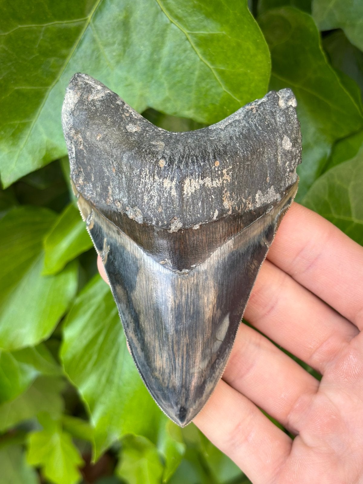 Megalodon haaientand fossiel Indonesië, Verzamelen, Mineralen en Fossielen, Ophalen of Verzenden, Fossiel