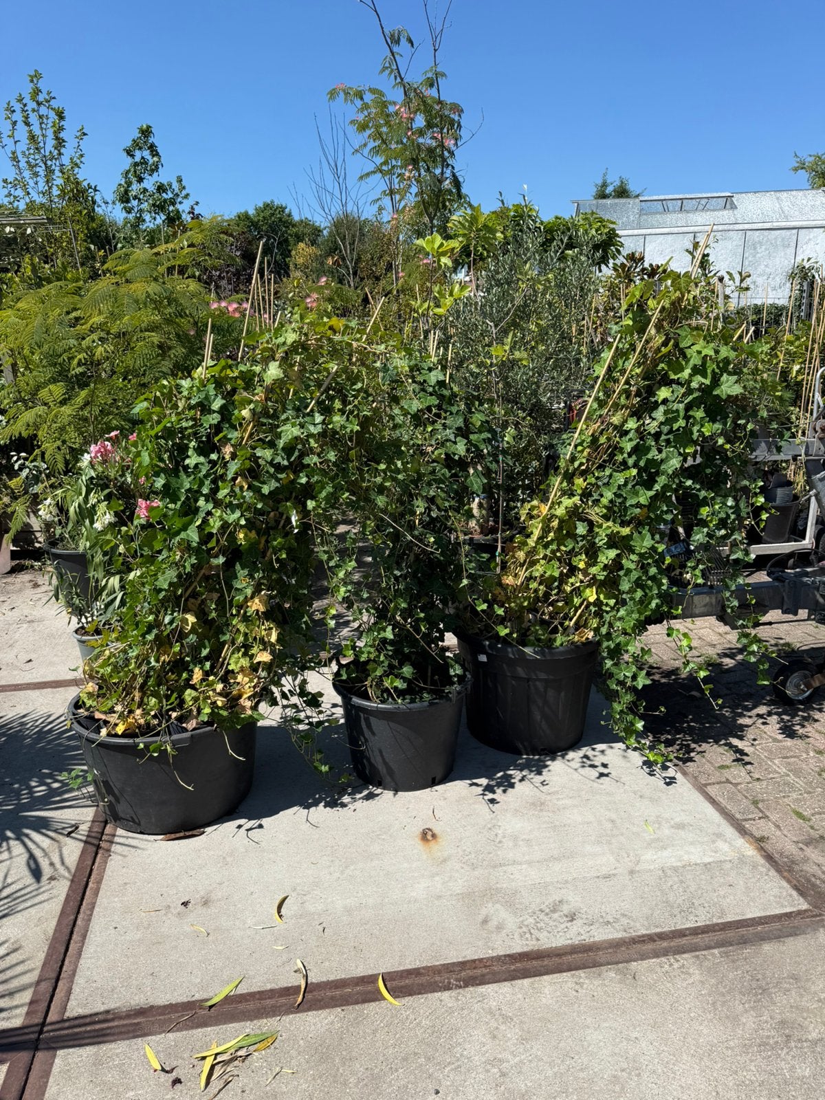 Hedera  25 planten 180/200 ruim goedvertakt  van 6,- nu 3,-, Tuin en Terras, Planten | Tuinplanten, Ophalen, Vaste plant, Bloeit niet