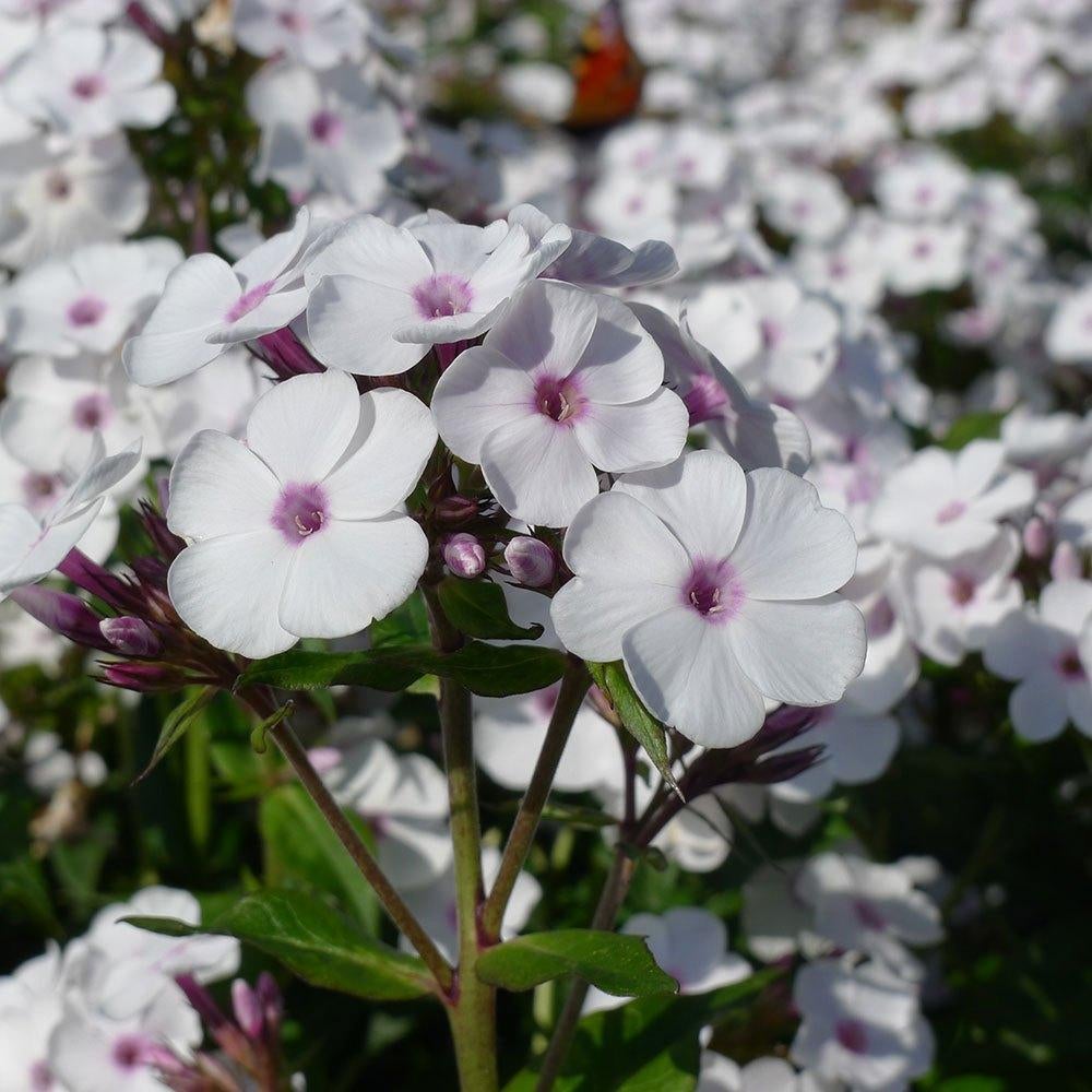 Phloxen te koop, Volle zon, Vaste plant, Zomer, Ophalen