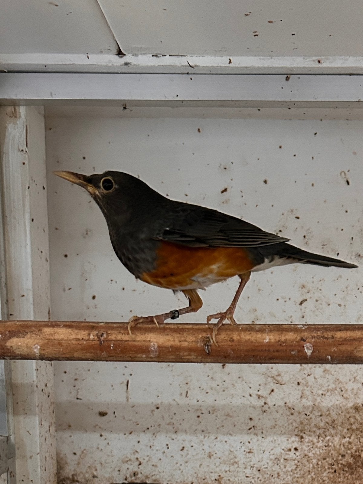 Grijskaplijsters, Dieren en Toebehoren, Meerdere dieren, Geringd