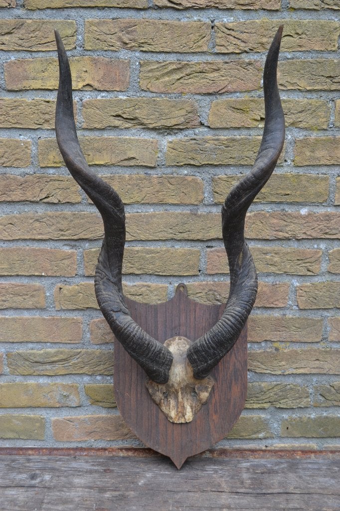 Antilope / kudu gewei BLOSSOM BROCANTE, Ophalen of Verzenden, Gebruikt, Overige soorten, Gewei of Kop