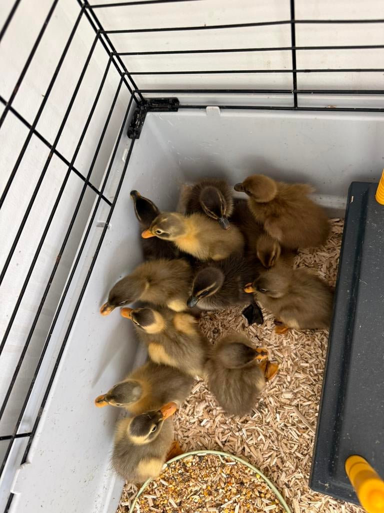 Schattige baby loopeendjes, Dieren en Toebehoren, Pluimvee, Geslacht onbekend, Eend