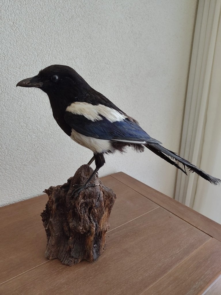 Ekster opgezet - Taxidermie, Ophalen, Vogel, Opgezet dier