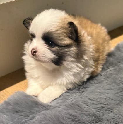 Pomeriaan pup, 8 tot 15 weken, Parvo, Meerdere, Nederland