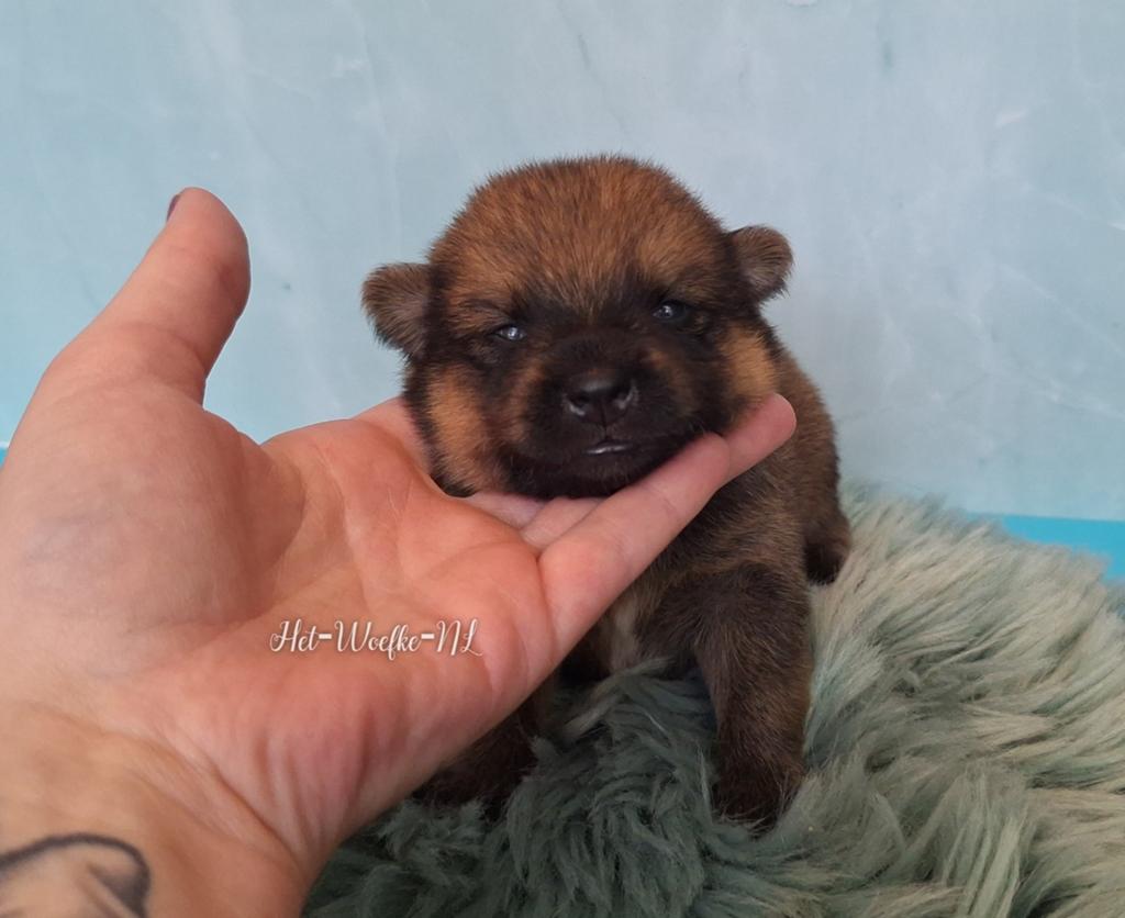 Toffe💙 Wolfsgrouw Pomsky F1b puppy, Dieren en Toebehoren, 8 tot 15 weken, Eén hond, Nederland, Fokker | Hobbymatig