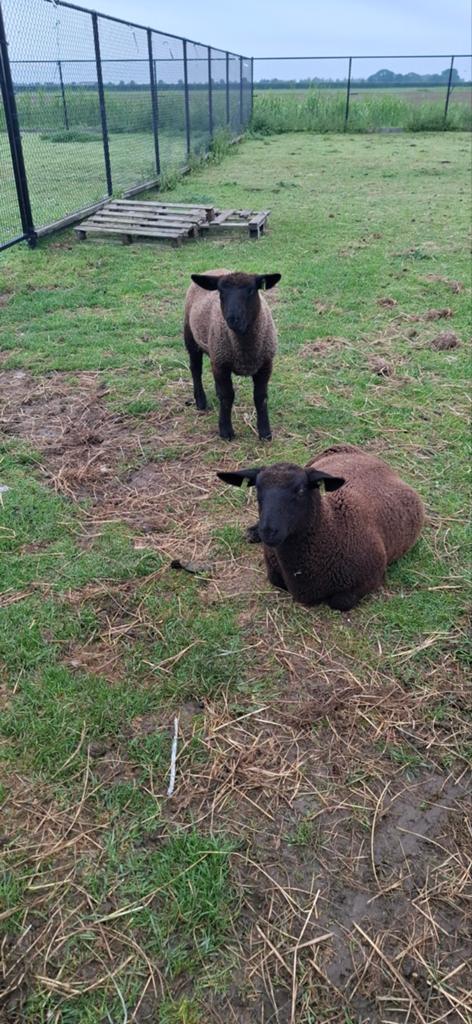suffolk ooien februari, Dieren en Toebehoren, Schapen, Geiten en Varkens, Vrouwelijk, Schaap
