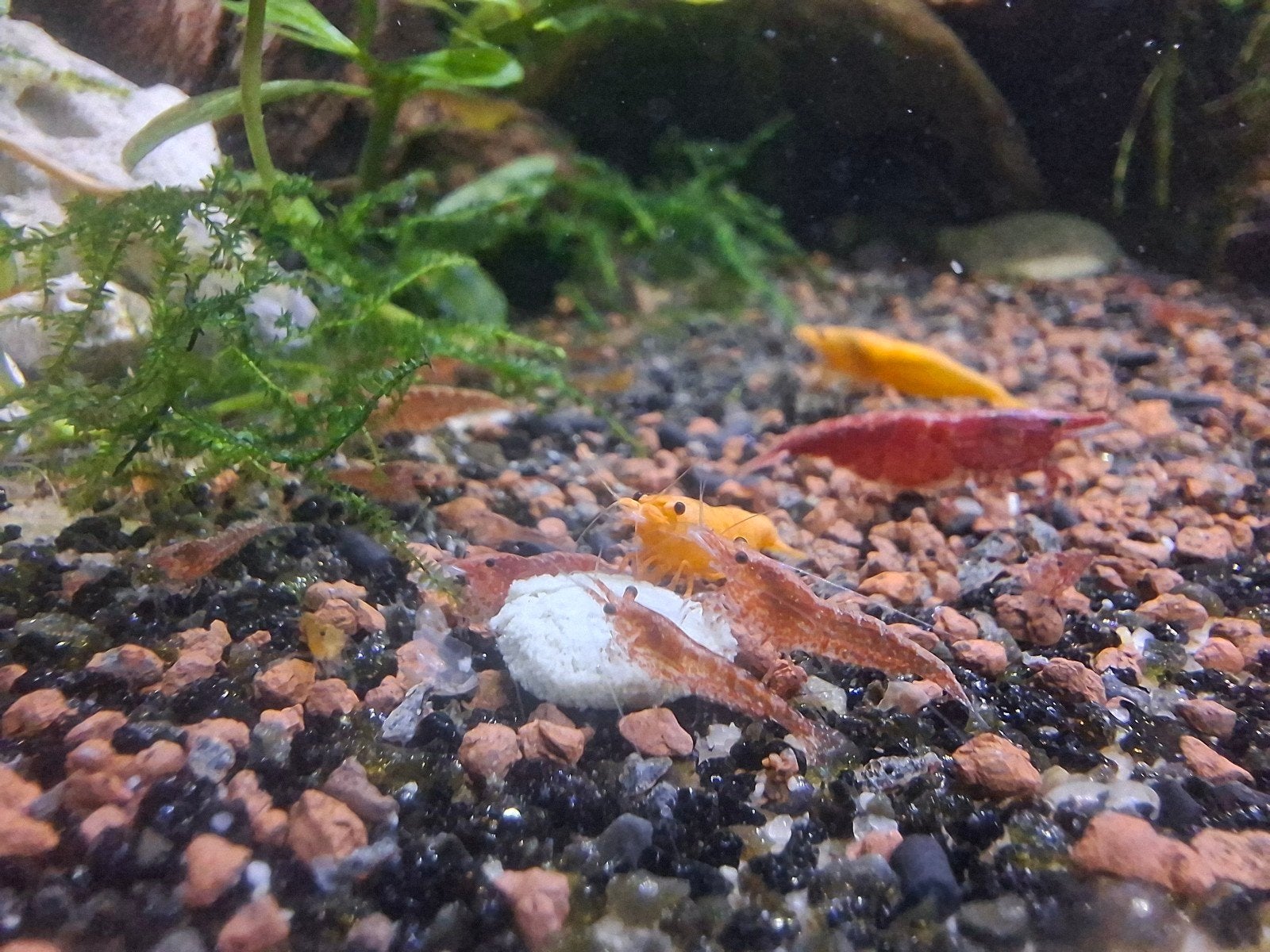 Garnalen mix, Dieren en Toebehoren, Vissen | Aquariumvissen, Kreeft, Krab of Garnaal