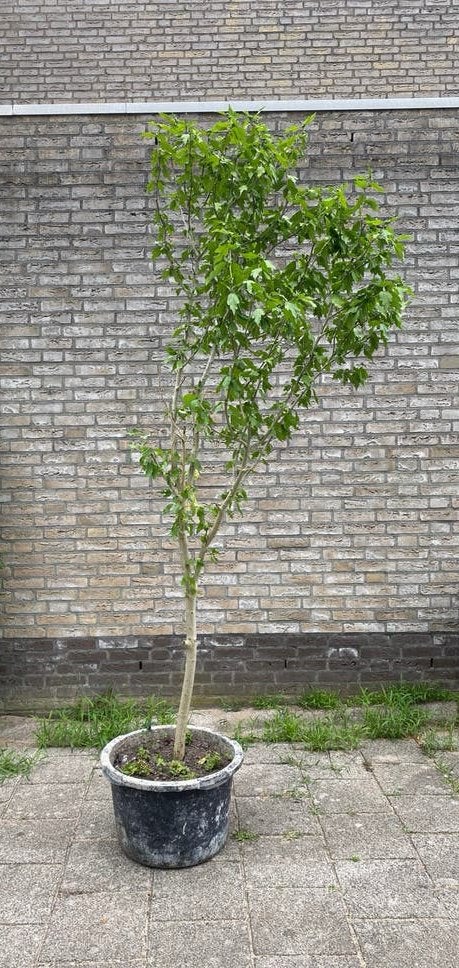 Hibiscusstruik 225 cm hoog, Ophalen, Overige soorten, 100 tot 250 cm