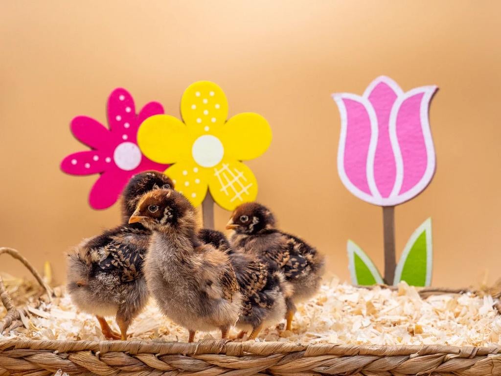 Gezocht barnervelders kriel, Dieren en Toebehoren, Pluimvee, Meerdere dieren, Kip