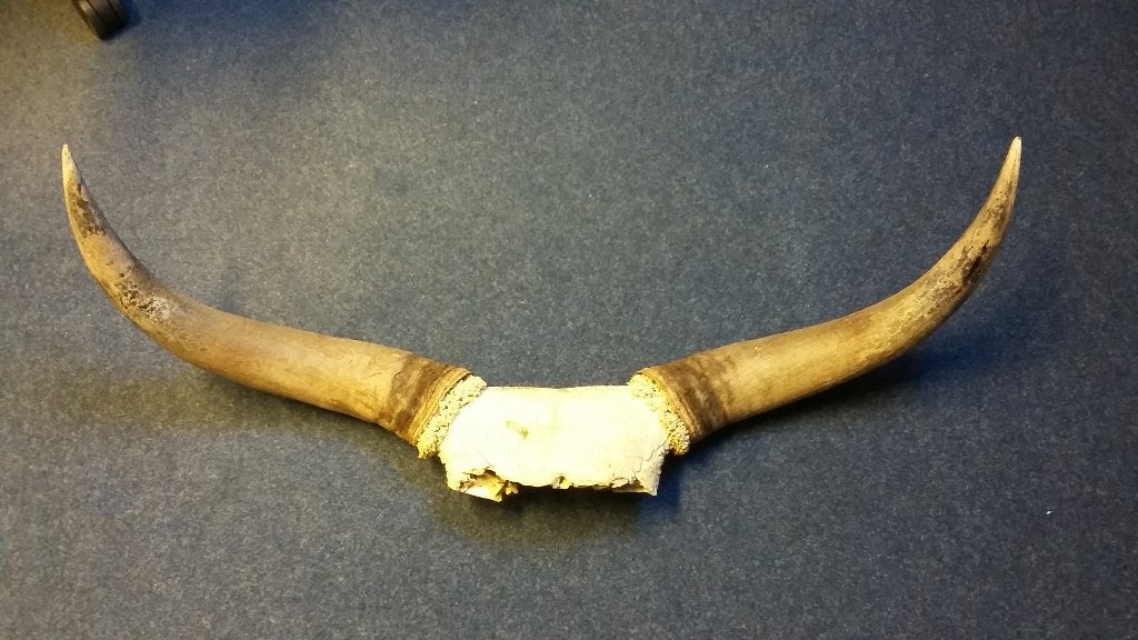 stier bull hoorns gewei, Ophalen of Verzenden, Gebruikt, Overige soorten, Gewei of Kop