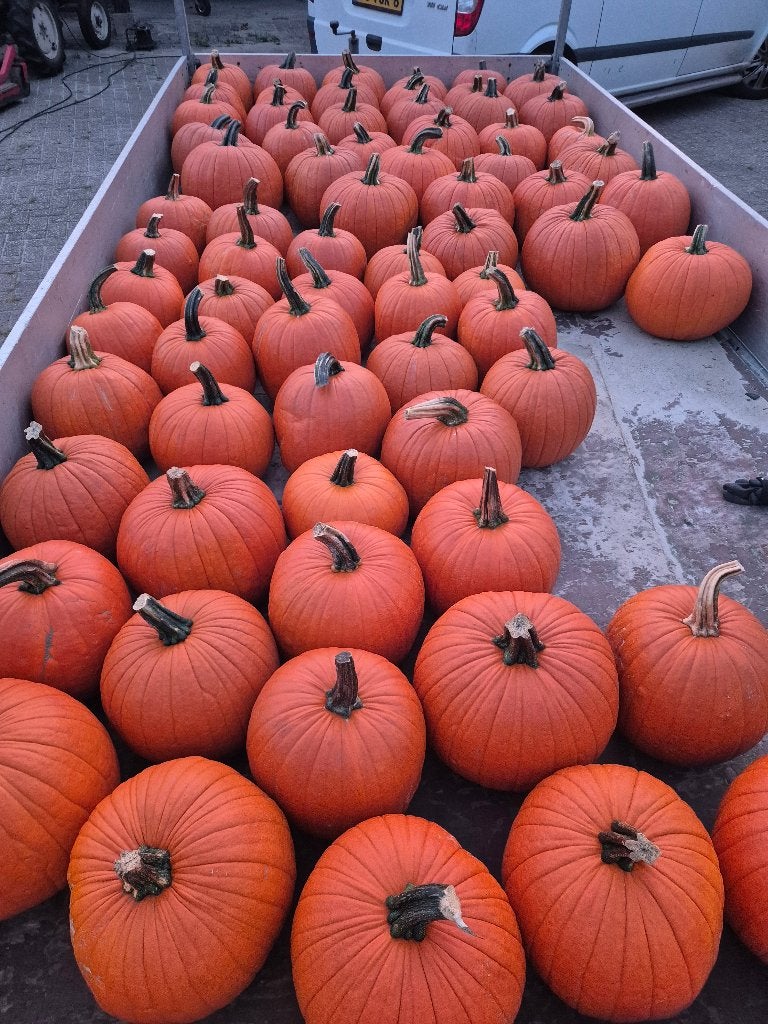 Te koop (Haloween)Pompoenen!, Tuin en Terras, Ophalen, Nieuw, Overige materialen, Overige typen