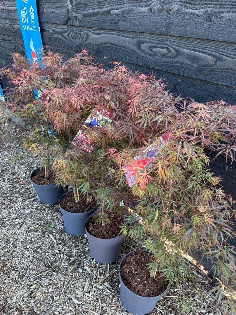 Japanse Acer buiten in diverse soorten, Tuin en Terras, Planten | Bomen, Bloeit niet, Halfschaduw, Overige soorten, Minder dan 100 cm