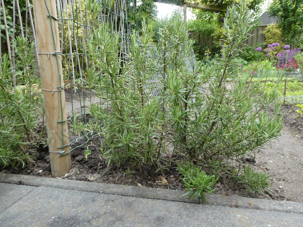 Rozemarijn struikjes | heerlijk in uw eten, mooi in uw tuin, Tuin en Terras, Planten | Tuinplanten, Ophalen, Volle zon, Vaste plant