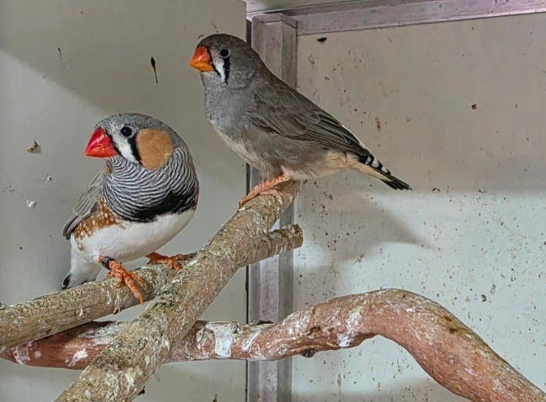 2 koppels zebravinken zebravink, Dieren en Toebehoren, Vogels | Overige Vogels, Meerdere dieren