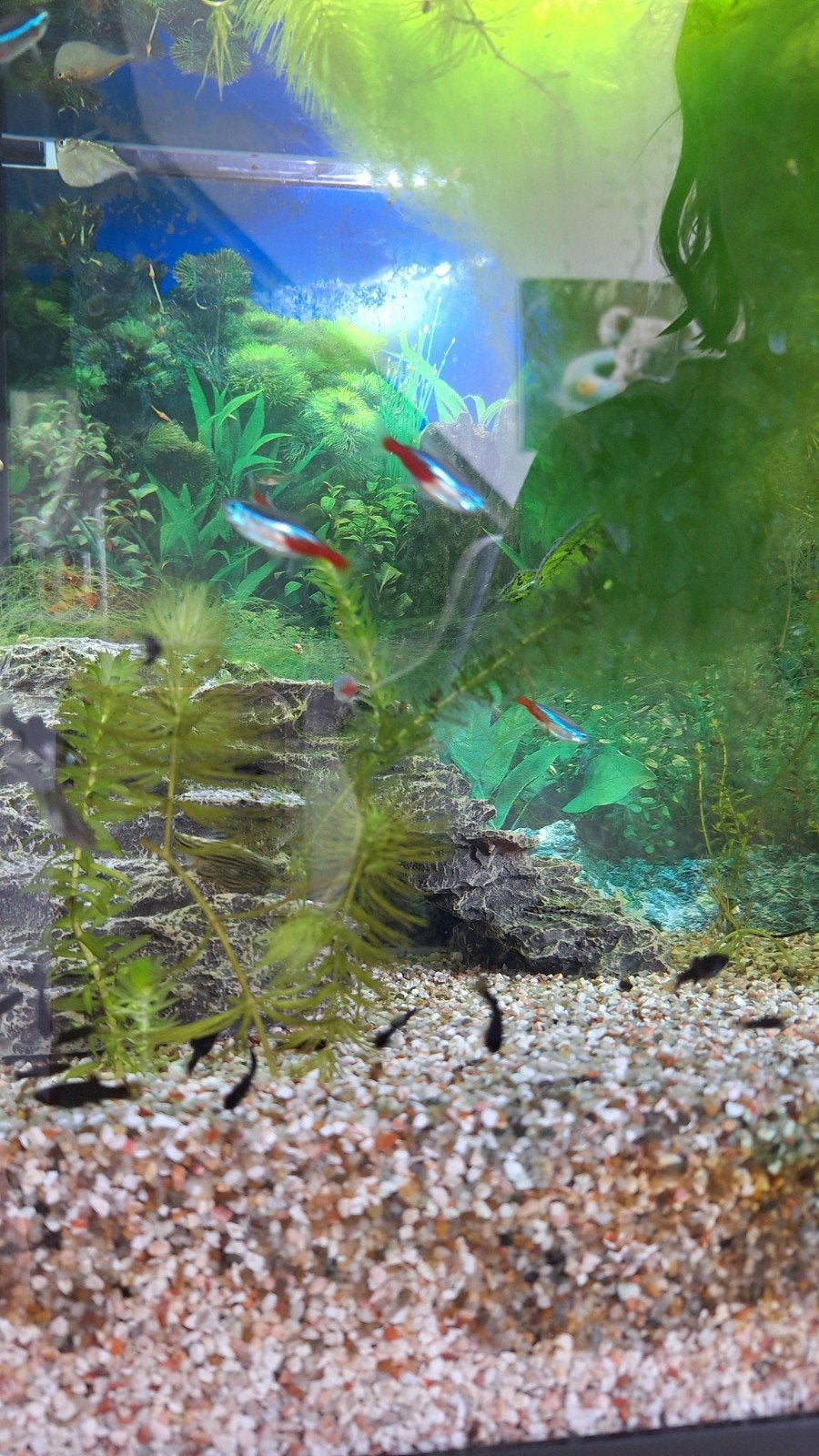 Baby/ kindjes van onze black Molly's, Dieren en Toebehoren, Vissen | Aquariumvissen