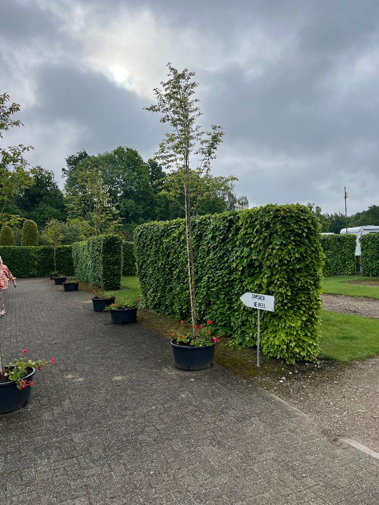 bomen, Tuin en Terras, Planten | Bomen, Overige soorten, Lente, 250 tot 400 cm, Ophalen
