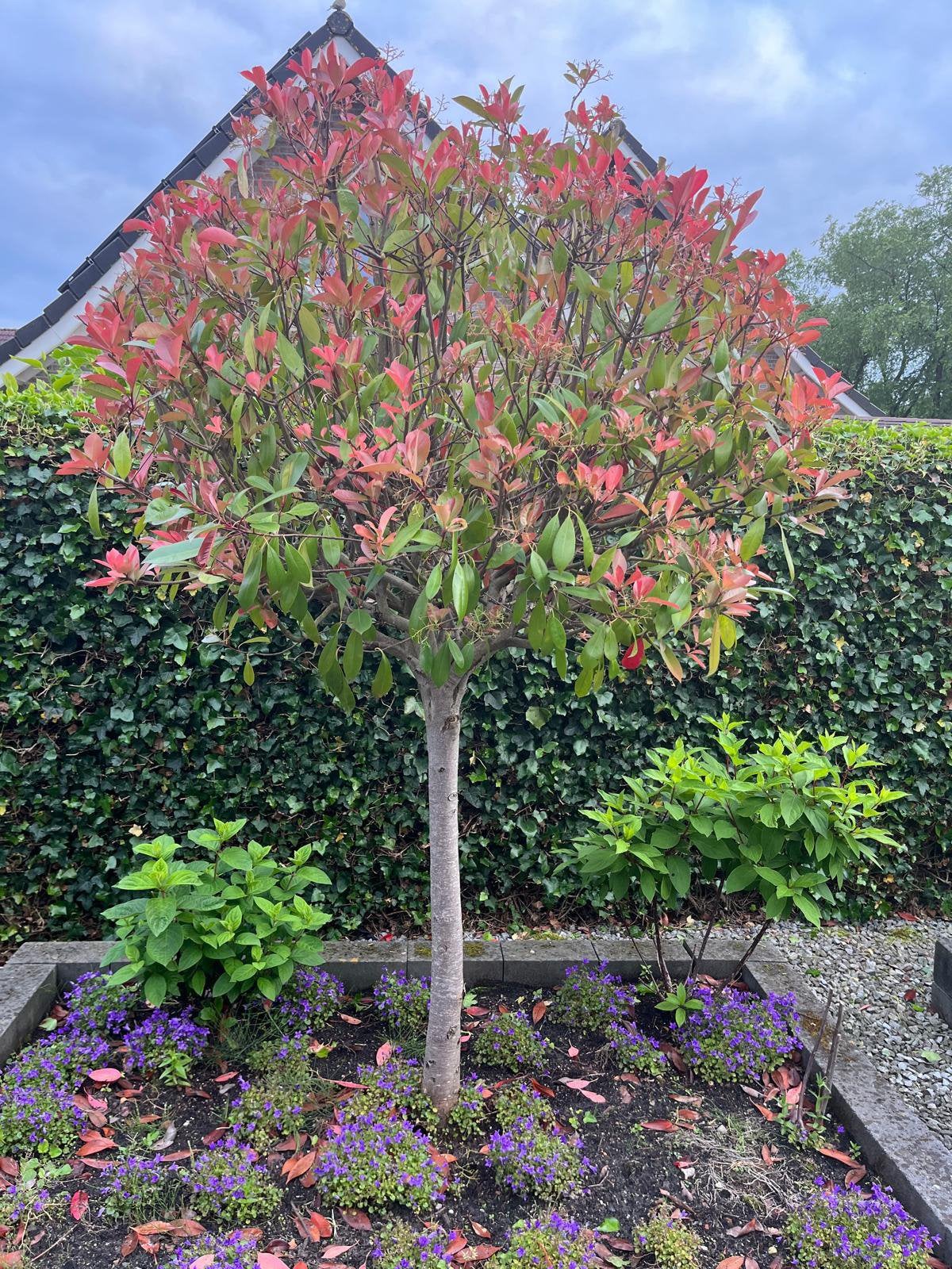 Boom red robin, Ophalen, Halfschaduw, Overige soorten, Lente