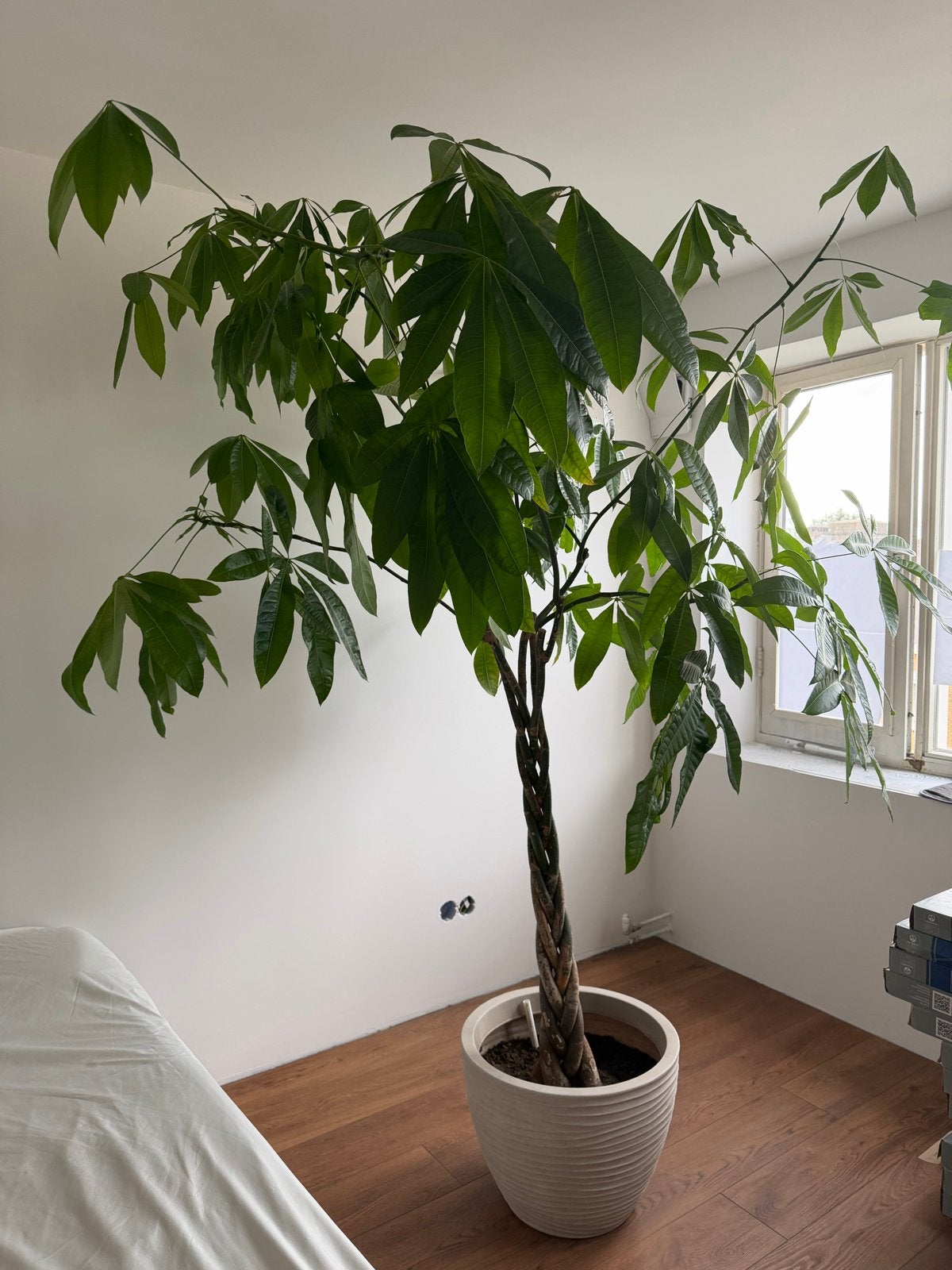 Grote Pachira Aquatica (Geldboom) in pot, Vaste plant, Bloeit niet, Halfschaduw, Ophalen