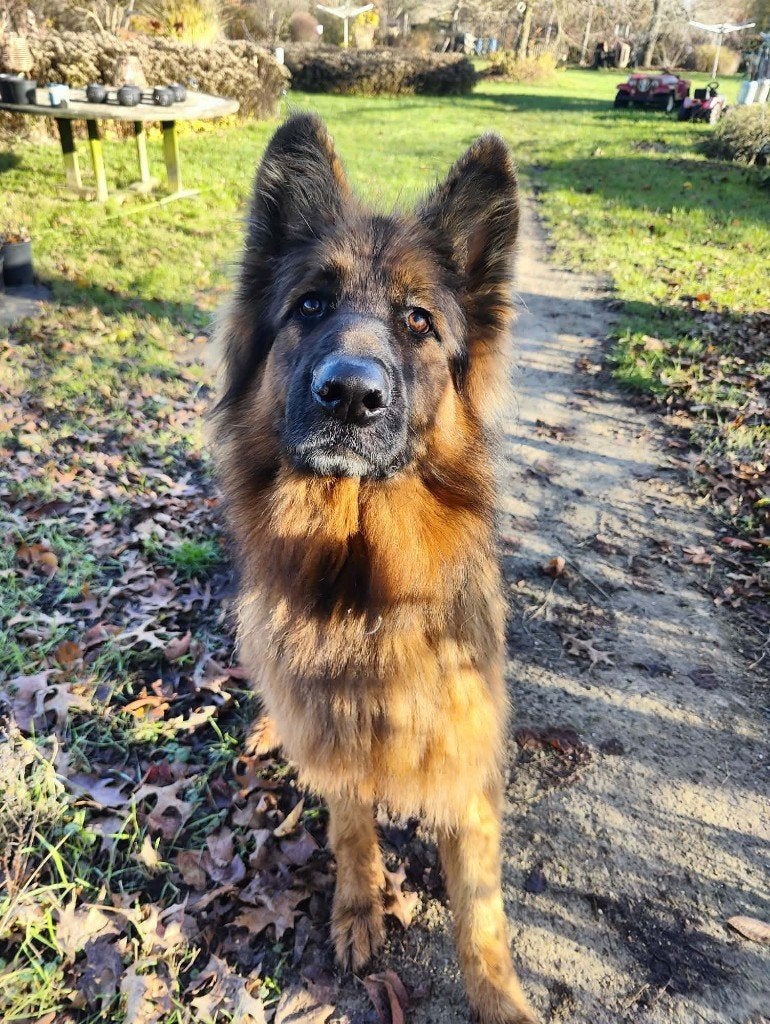 duitse herder, Reu, Eén hond, 3 tot 5 jaar, Herder