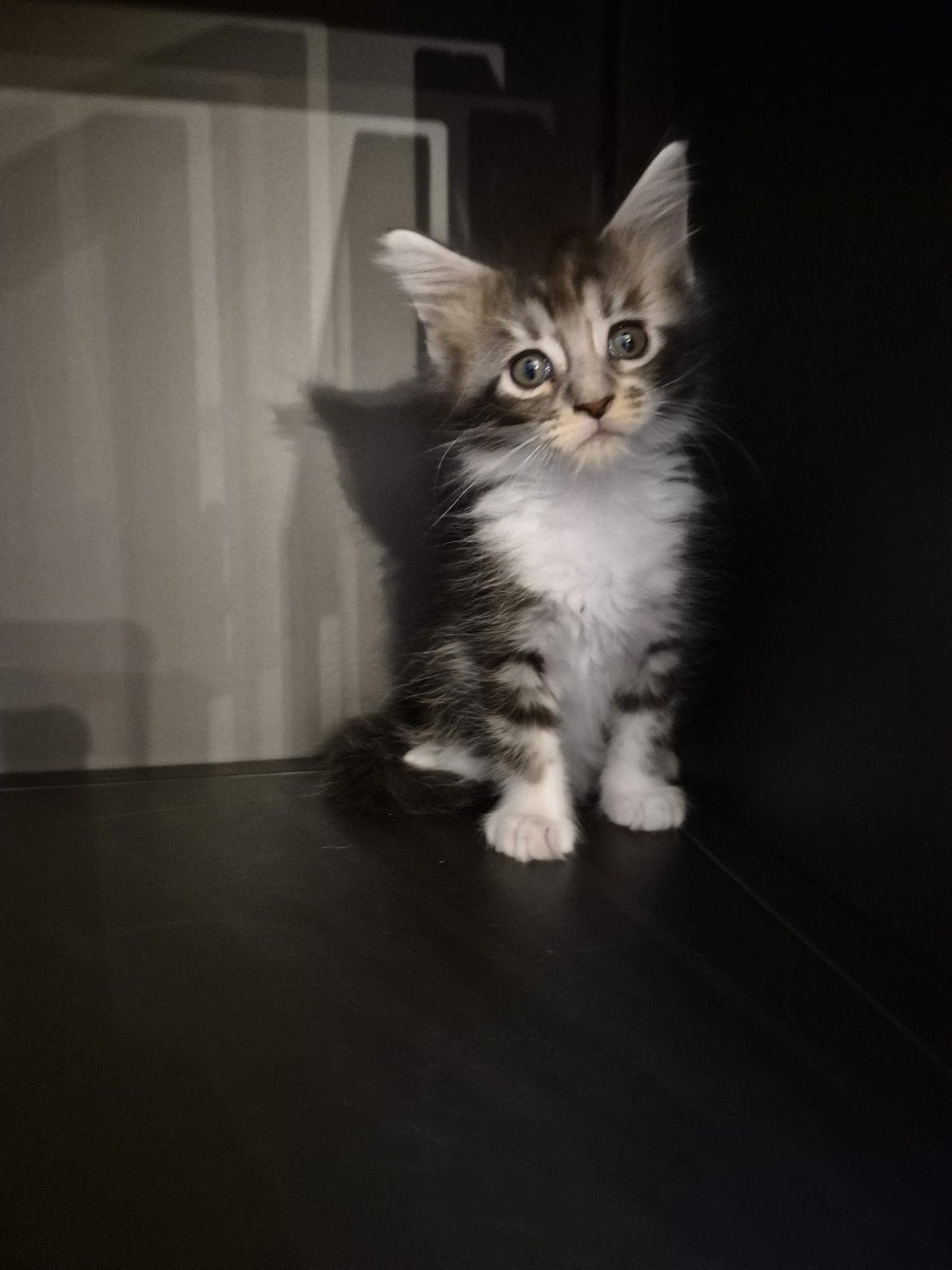 Maine coon kitten, Dieren en Toebehoren, Poes