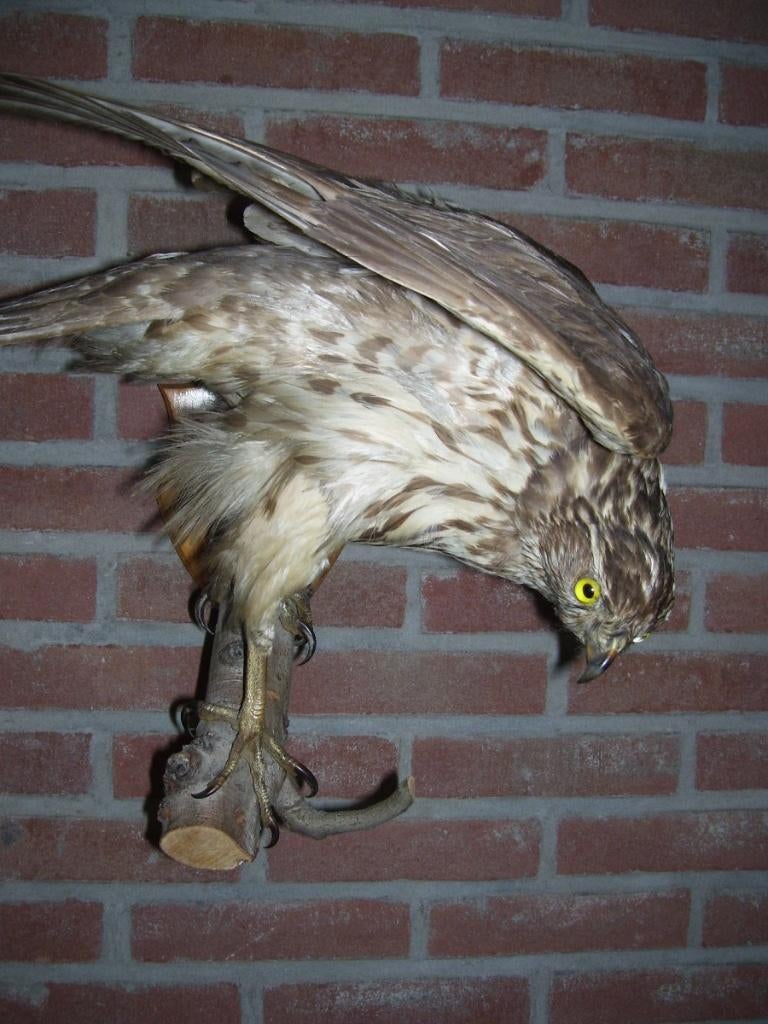 BUIZERD, Ophalen