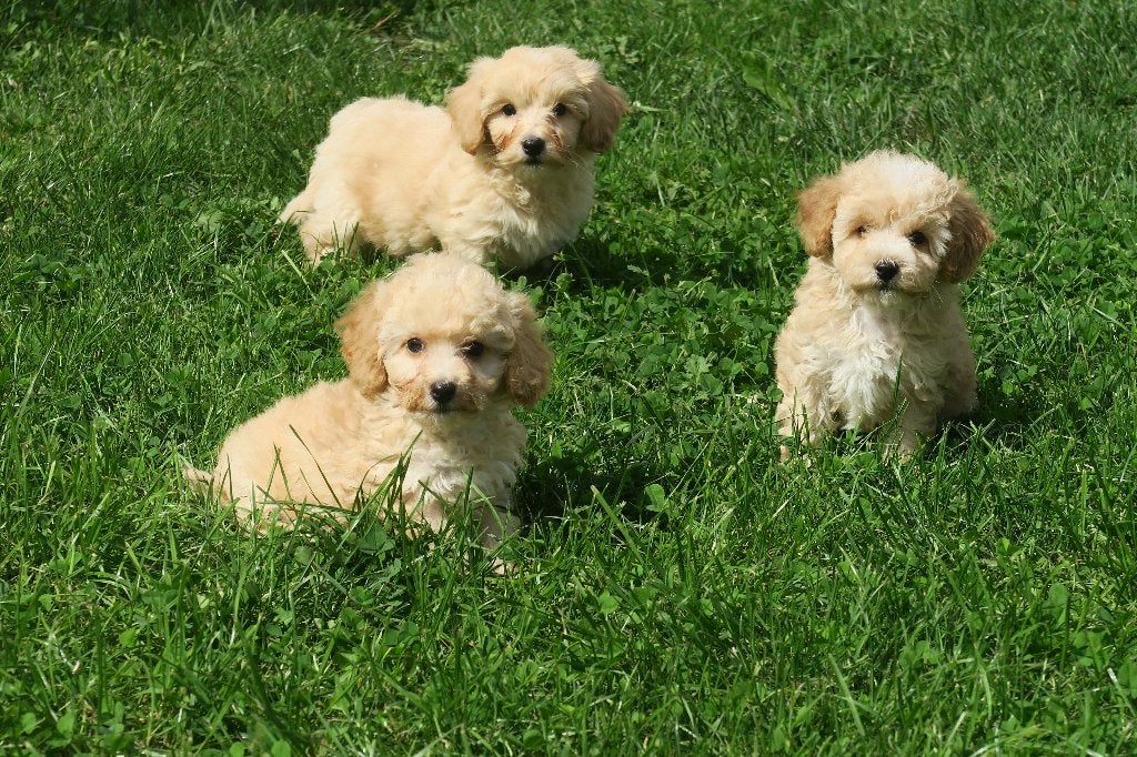 Leuke Kleine Maltipoo pups, Dieren en Toebehoren, Poedel, Parvo, Nederland, 8 tot 15 weken