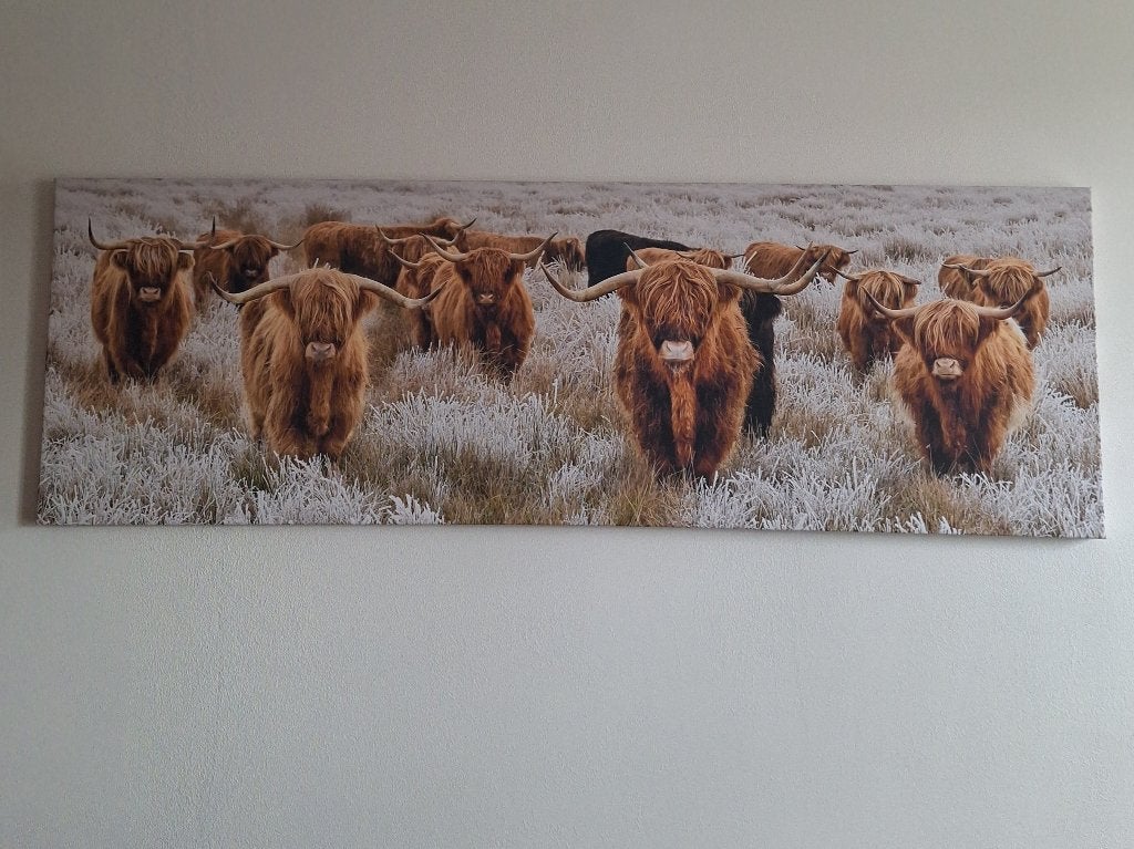 Canvas schotse hooglanders, Ophalen, 125 cm of meer, Zo goed als nieuw, Schilderij