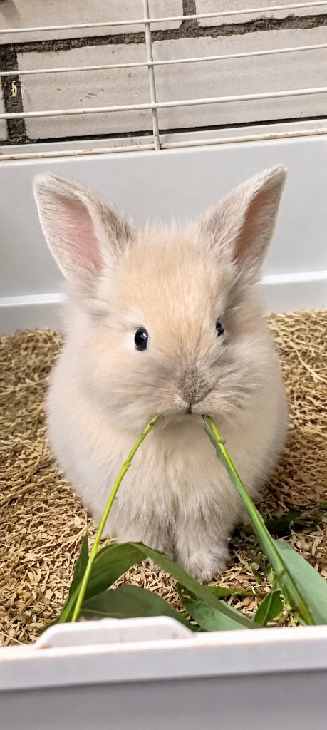 Teddy widder/leeuwenkop rammetje, Dieren en Toebehoren, Konijnen, Mannelijk, Klein, Hangoor, 0 tot 2 jaar