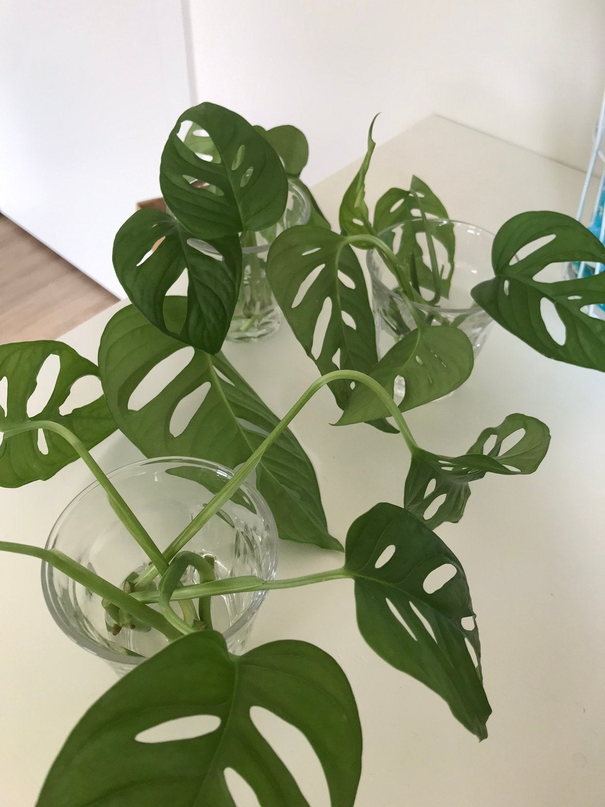 Monstera Monkey Mask stekjes, Ophalen, Overige soorten, Halfschaduw, Minder dan 100 cm