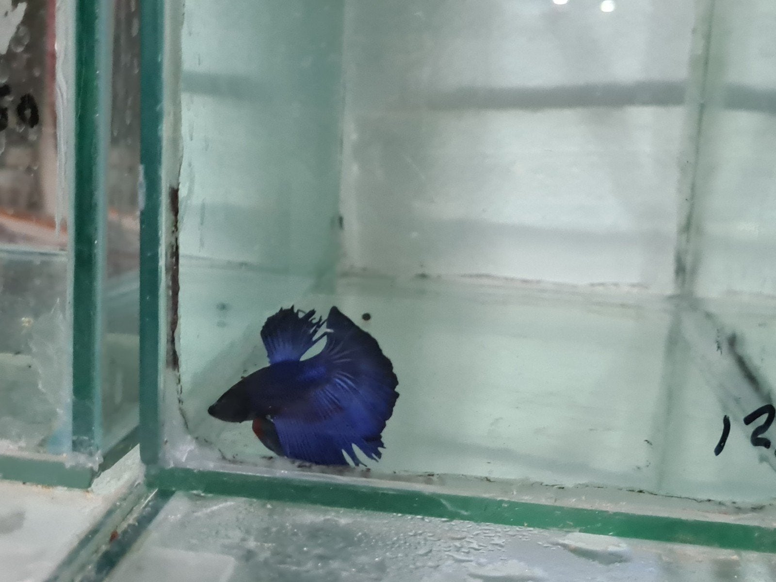 Betta splendens super delta kempvis man, Dieren en Toebehoren, Vis, Zoetwatervis