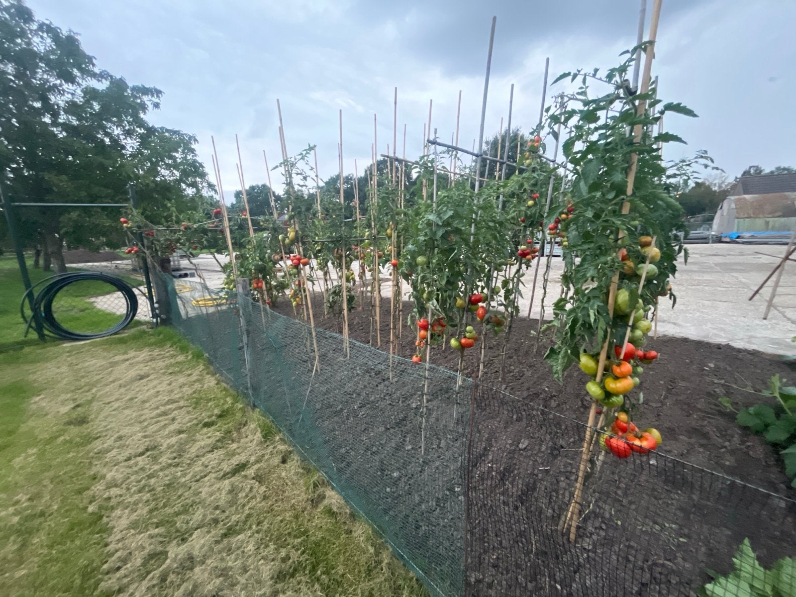 Verse tomaten, Ophalen