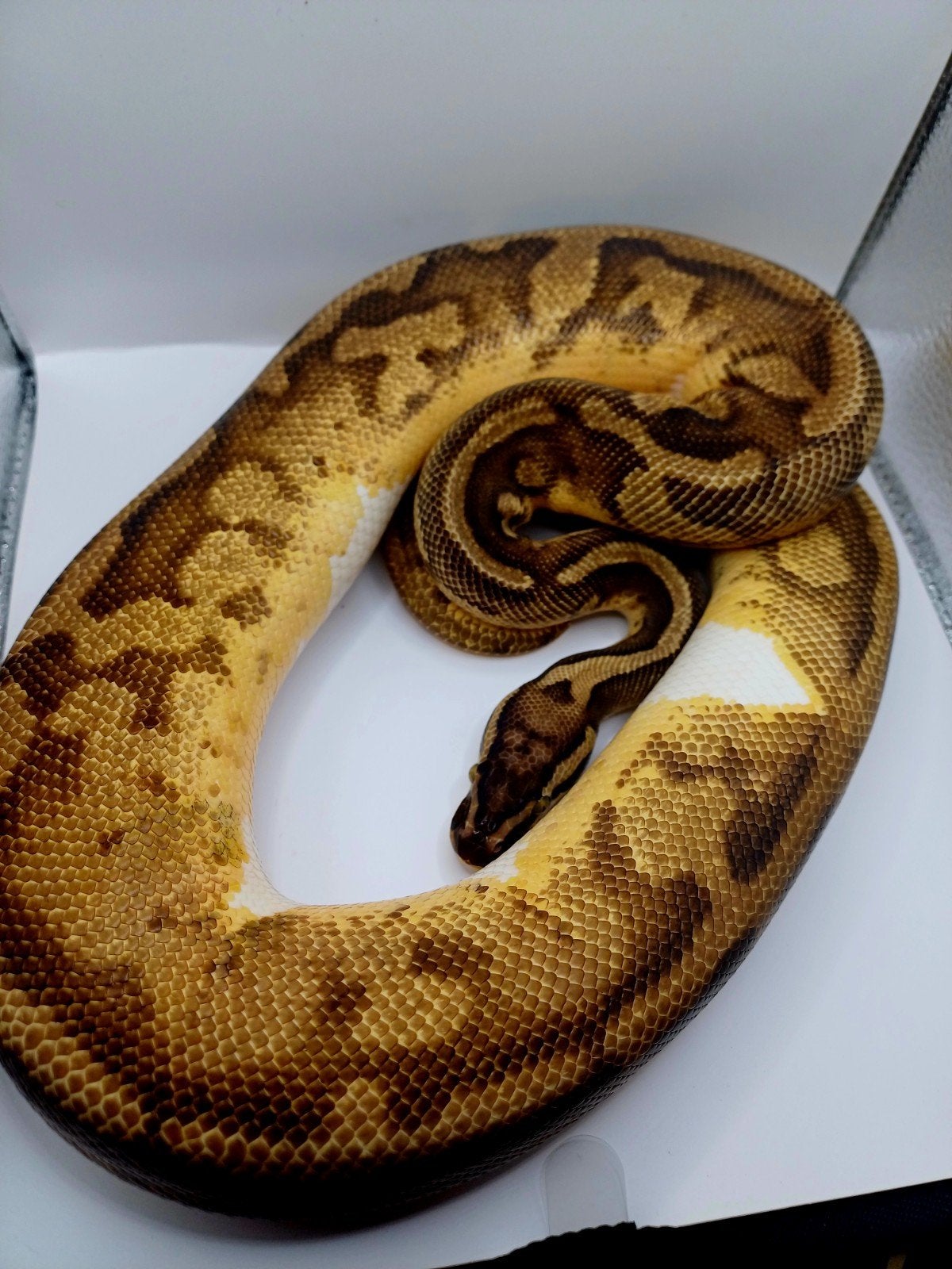 Python regius 1.0 Enchi pastel stranger piebald Ball Python - male for sale from Eindhoven