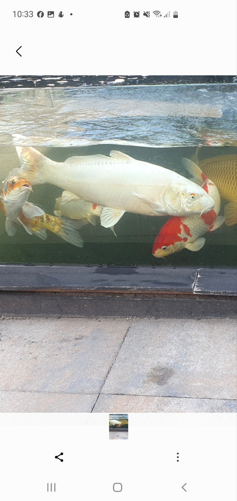 doitsu ogon schuloze Japanse koi 60+cm, Karper of Koi