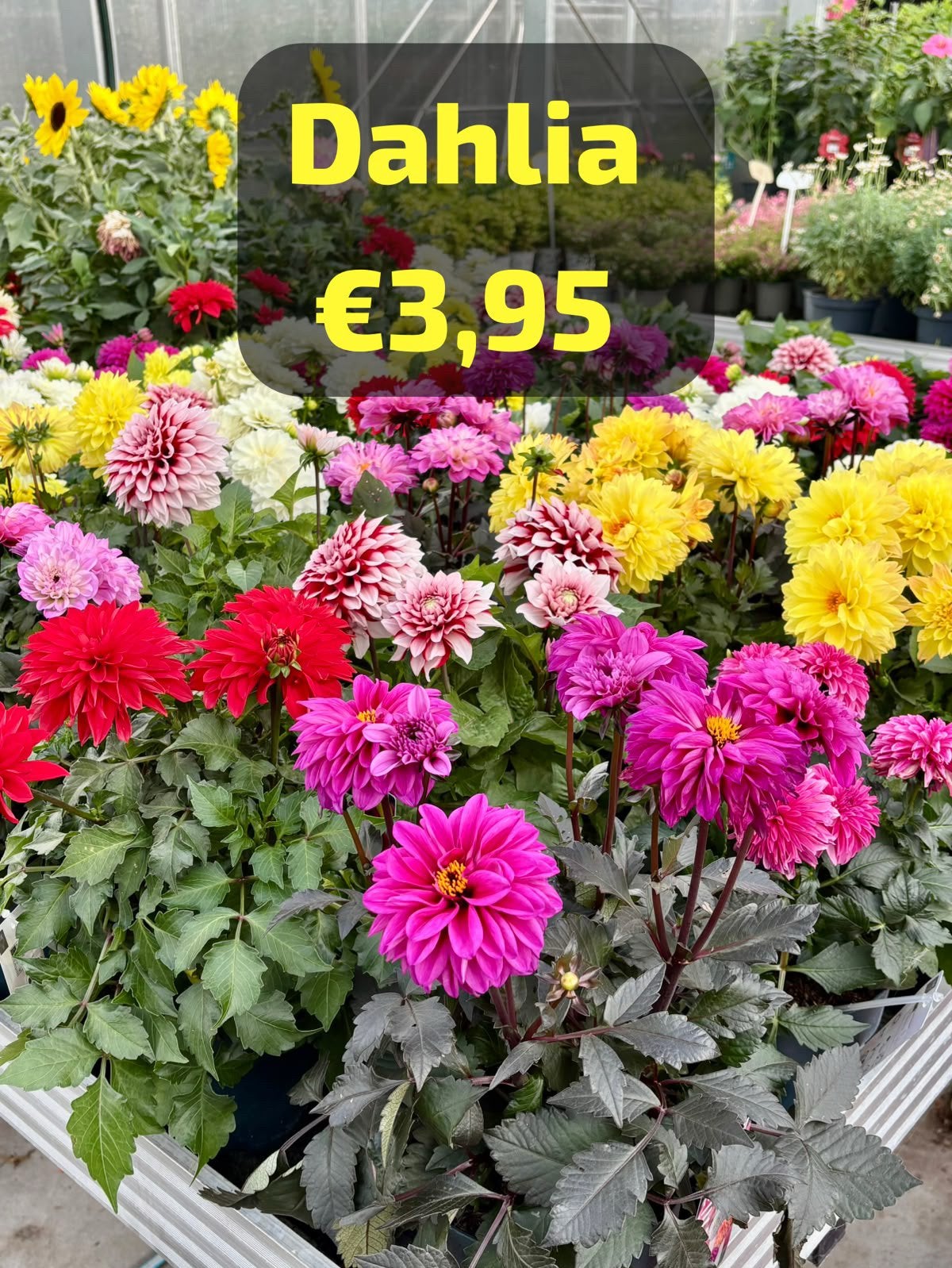 Tuinplanten vanaf €1 | Veel aanbiedingen | Boskoop, Vaste plant, Halfschaduw, Herfst, Ophalen
