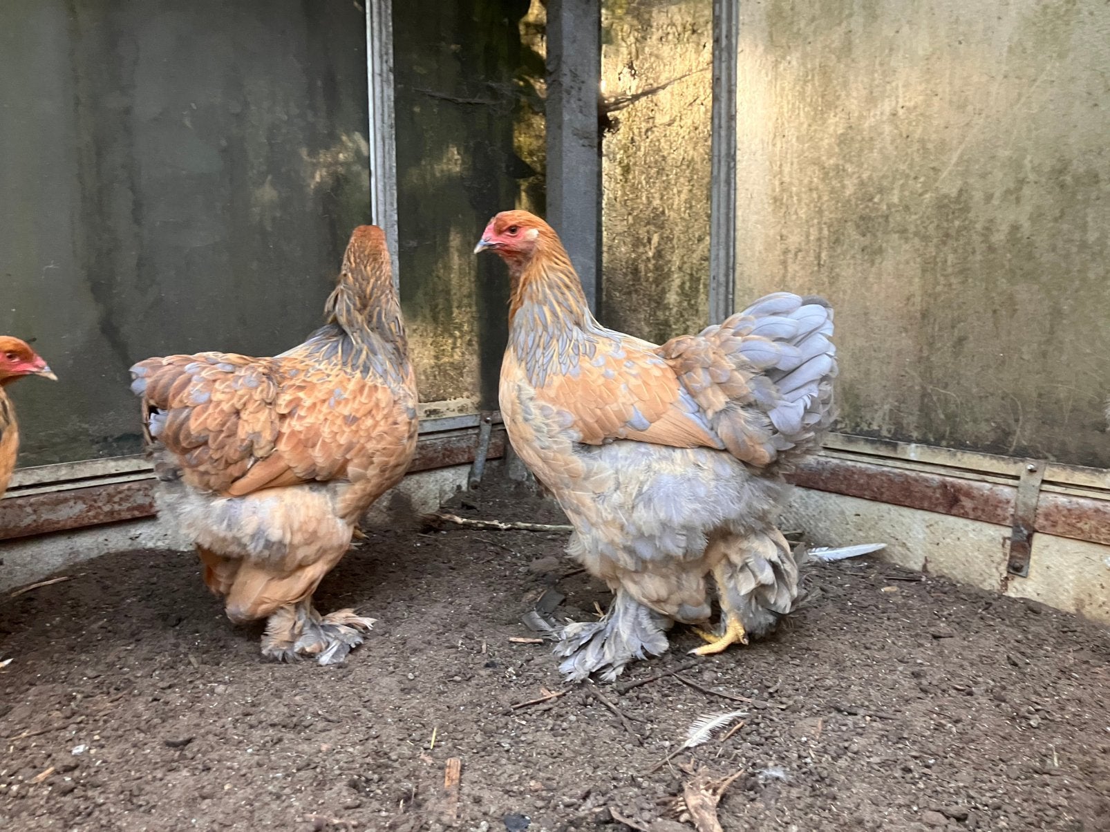 4 jonge Brahma hennen, Dieren en Toebehoren, Pluimvee, Vrouwelijk, Kip