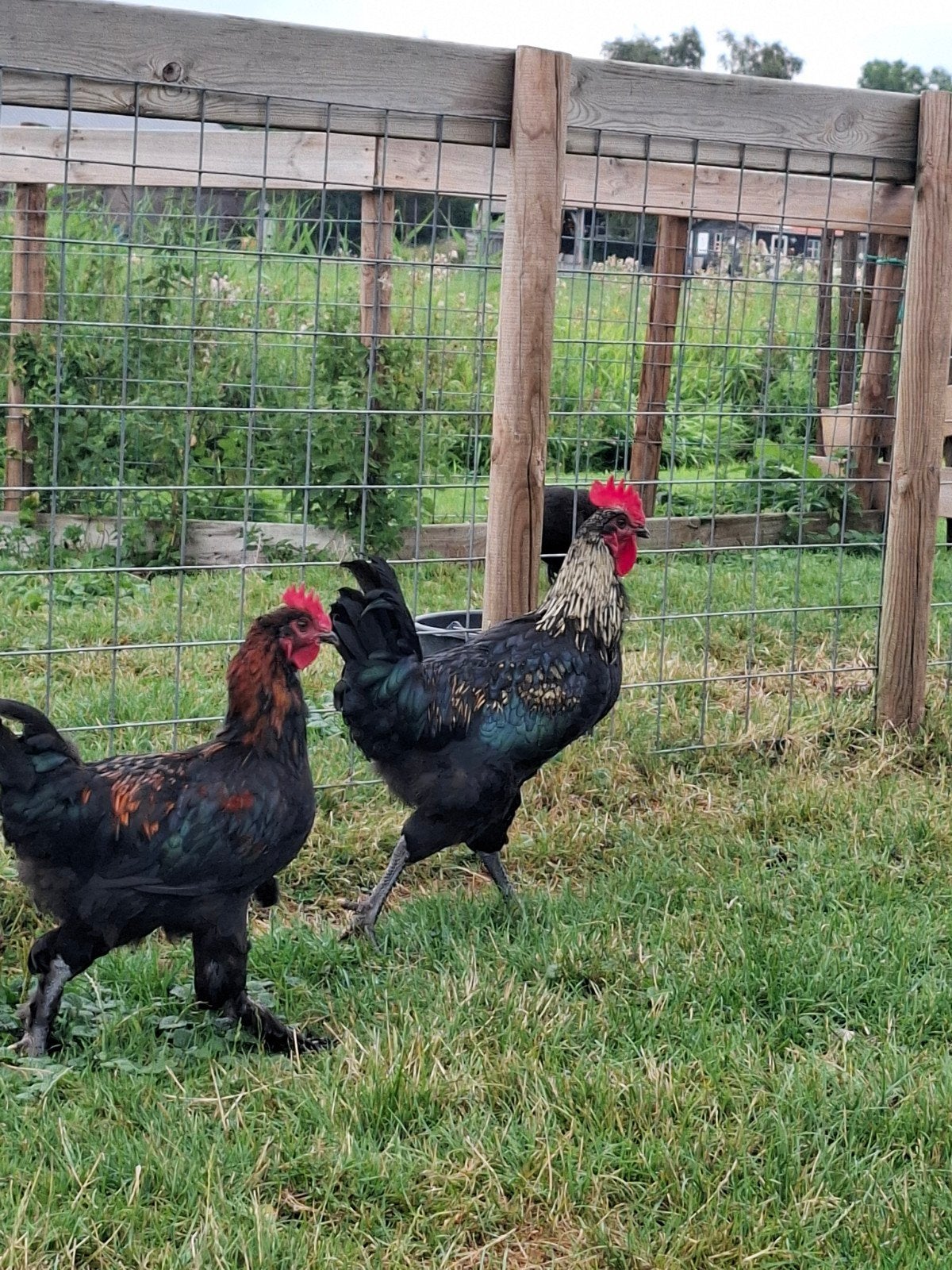2 hanen - kruizing met Marans, Mannelijk, Kip
