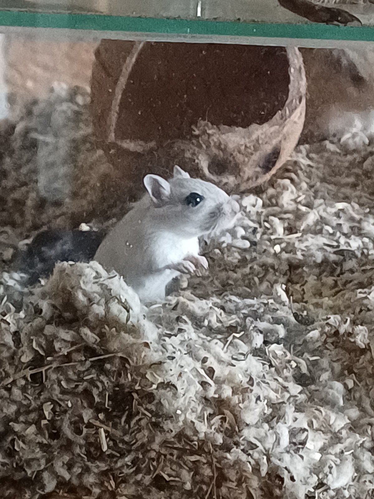 Jonge gerbils, Mei, Meerdere dieren, Overige typen